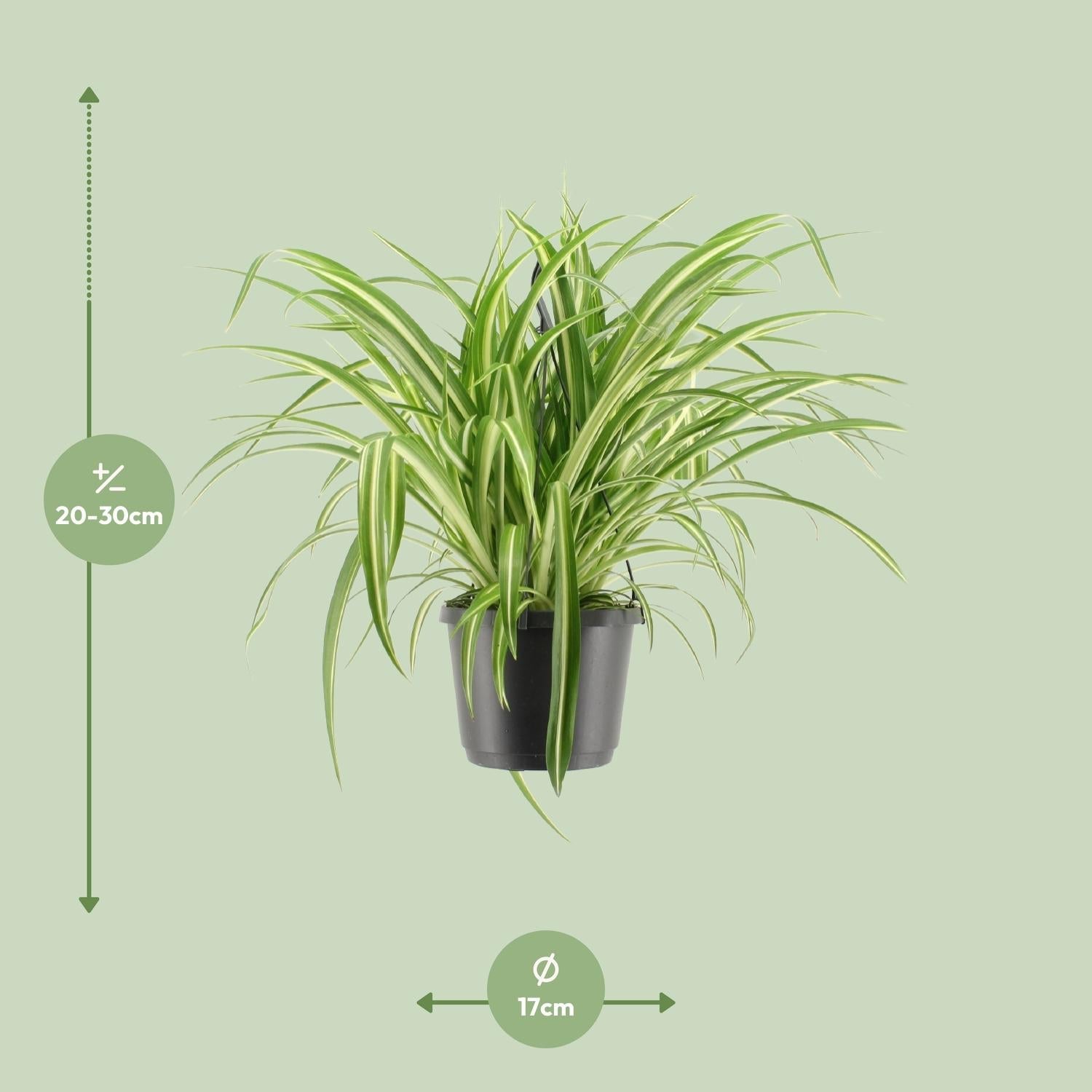 Chlorophytum Comosum ‘Variegatum’ – Grünlilie - 30 - 55 cm - Green Guardia - Ihr Experte für Schädlinge und Pflanzen