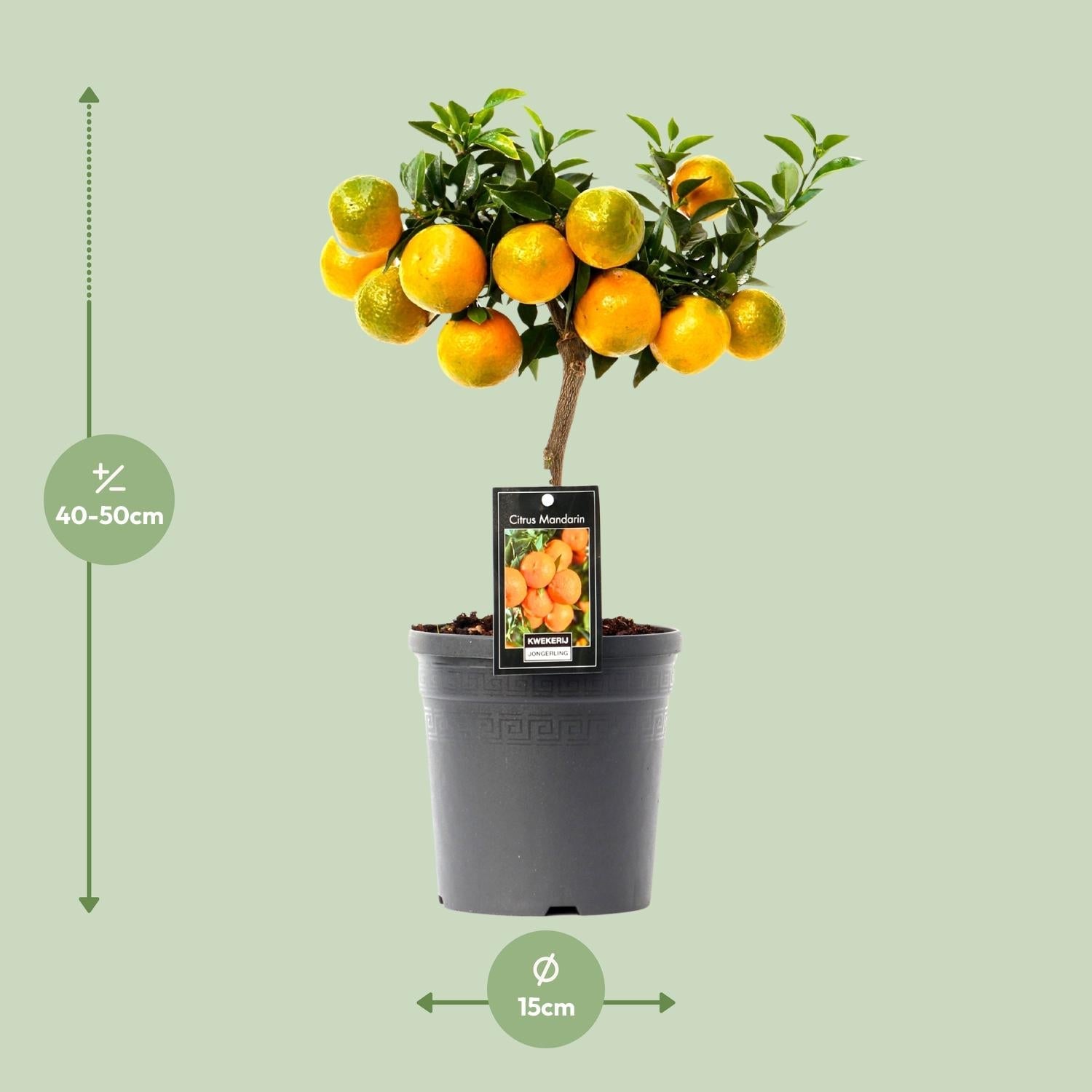 Citrus Mandarin - 16cm Topf, 45cm hoch - Green Guardia - Ihr Experte für Schädlinge und Pflanzen