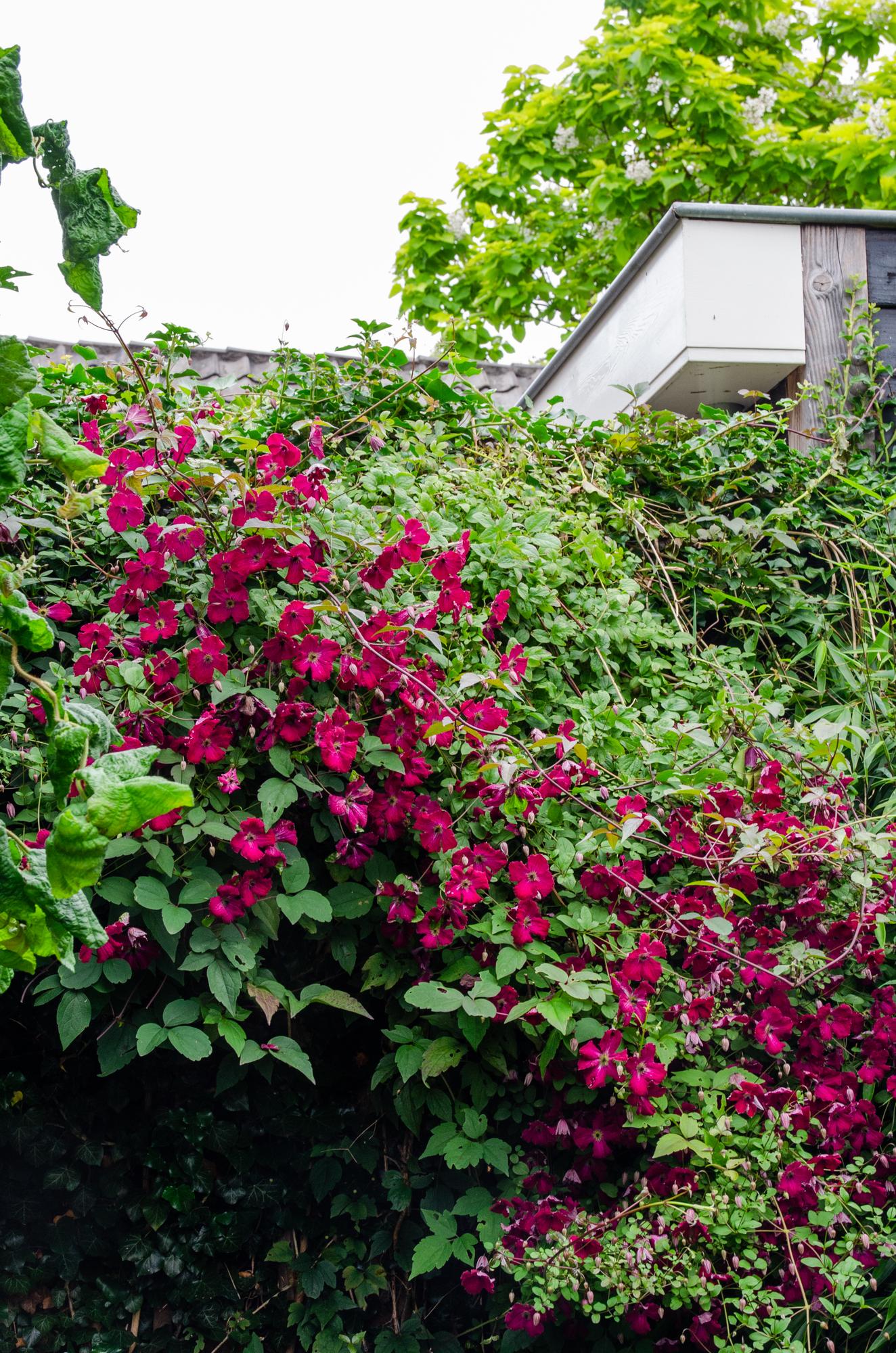 Clematis ‘Hagley Hybrid’ – großblütige Clematis in Rosa, 15 cm Topf, 65 cm hoch - Green Guardia - Ihr Experte für Schädlinge und Pflanzen