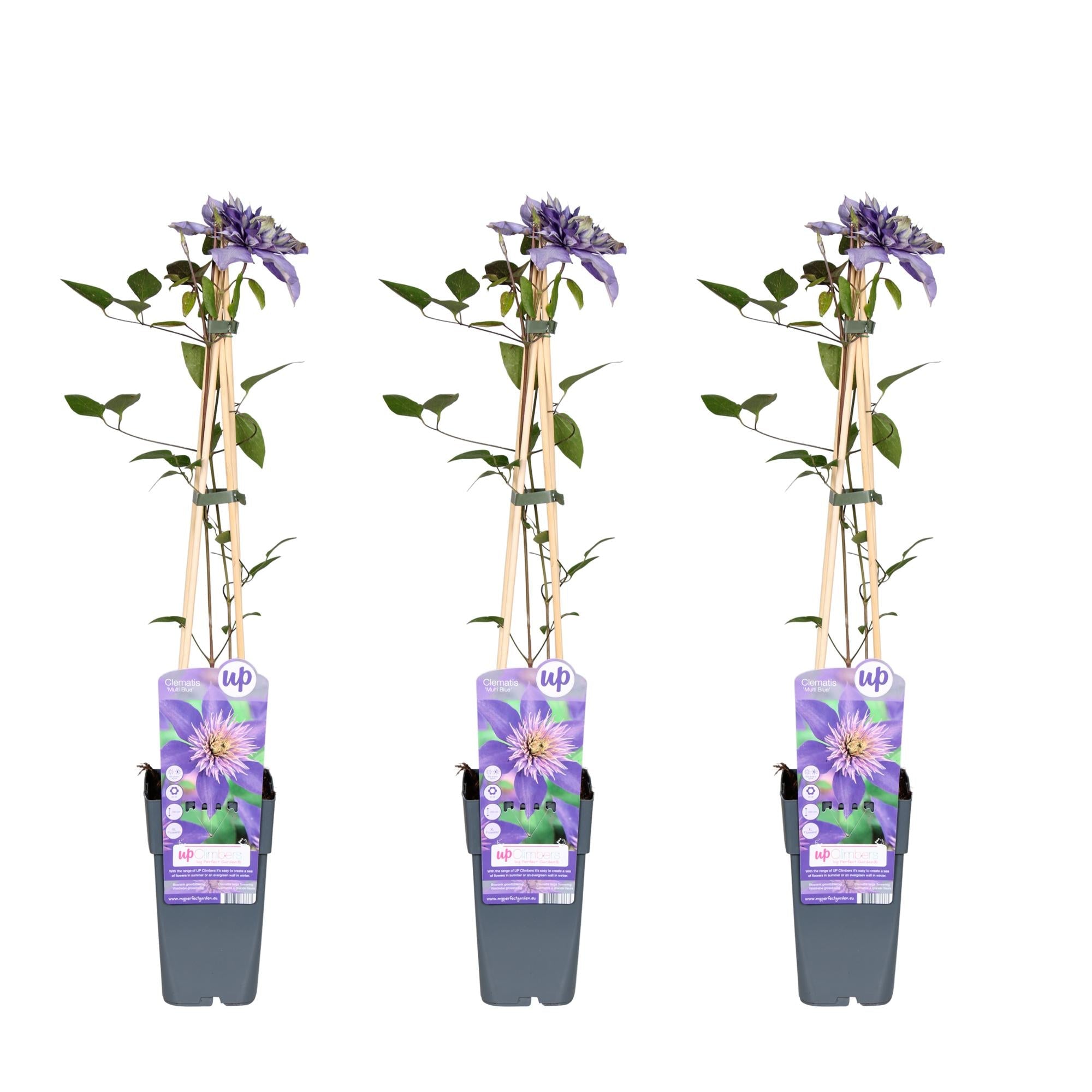 Clematis ‘Multi Blue’ – großblütige, blau - violette Kletterpflanze, 15 cm Topf, 65 cm hoch - Green Guardia - Ihr Experte für Schädlinge und Pflanzen