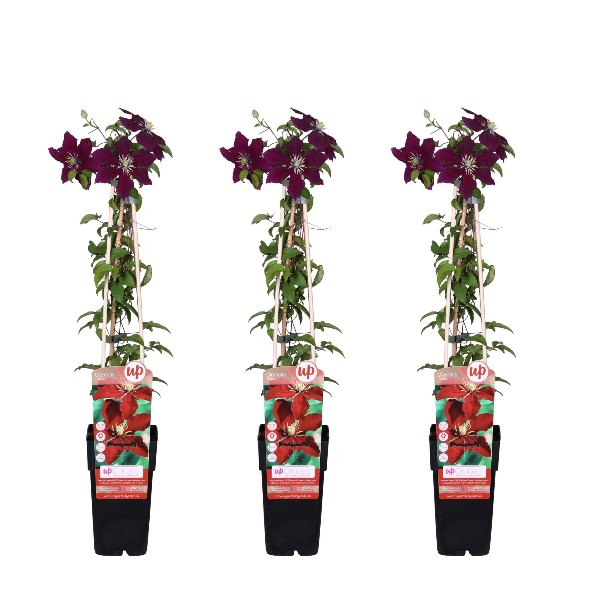 Clematis ‘Niobe’ – großblütige, sommerblühende Sorte, 15 cm Topf, 65 cm Höhe - Green Guardia - Ihr Experte für Schädlinge und Pflanzen