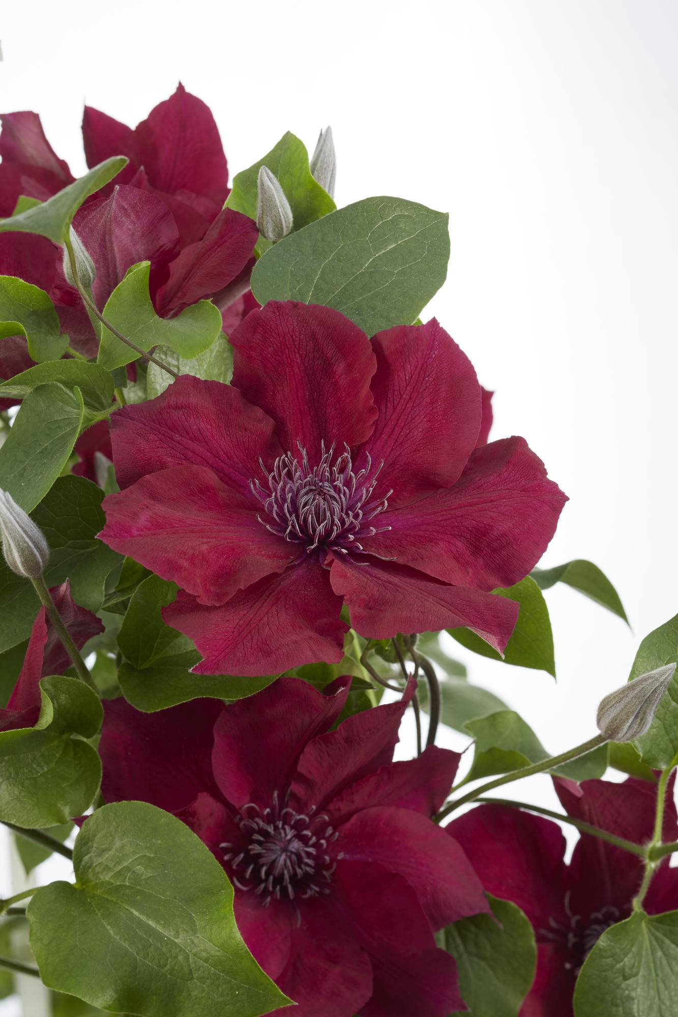 Clematis ‘Nubia’ (Evison - Serie) – rotblühende Clematis, Ø15 cm, 65 cm hoch - Green Guardia - Ihr Experte für Schädlinge und Pflanzen