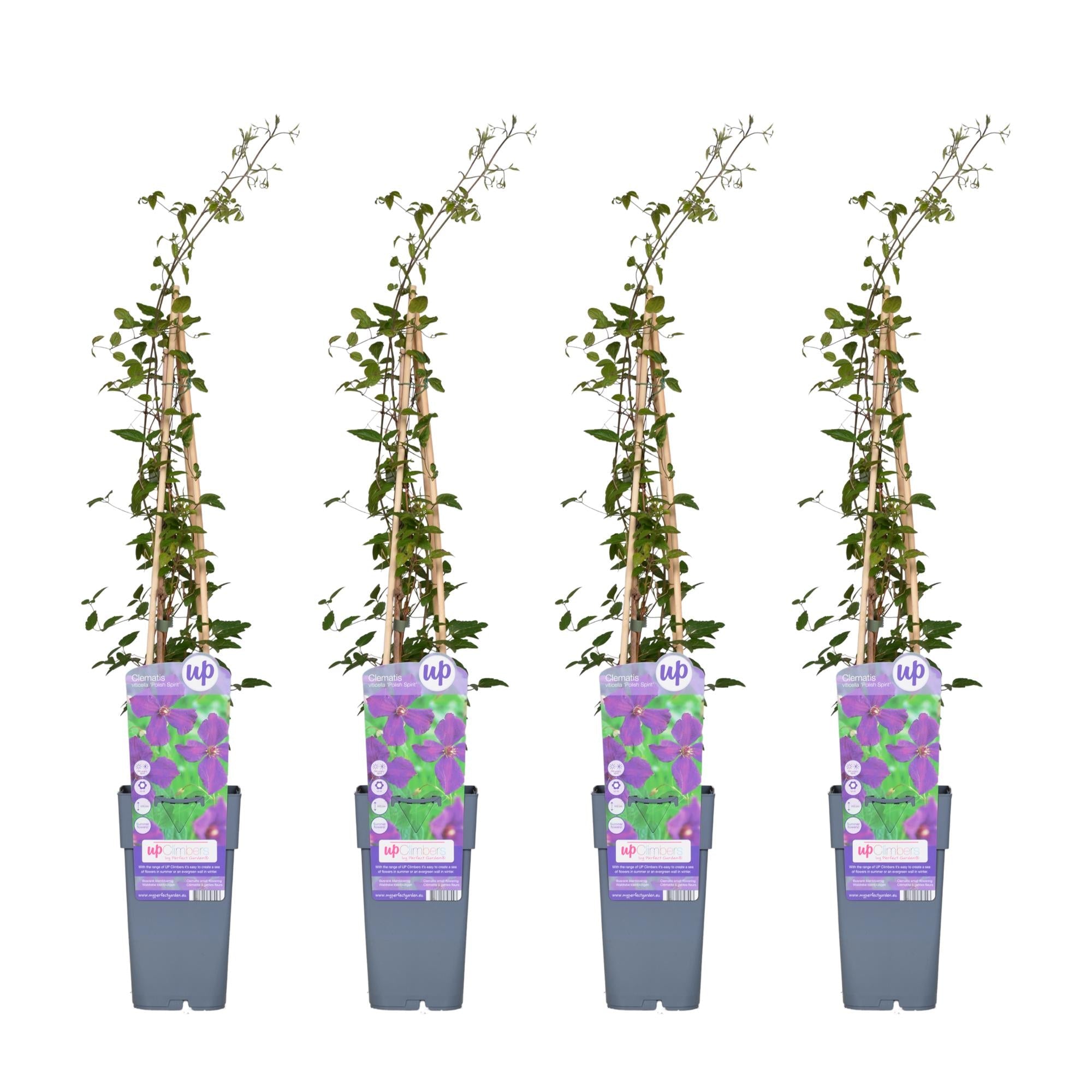Clematis ‘Polish Spirit’ – kräftig wachsende Sommerblüherin, 15 cm Topf, 65 cm hoch - Green Guardia - Ihr Experte für Schädlinge und Pflanzen