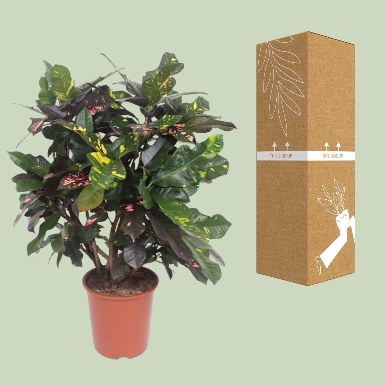 Codiaeum ‘Magnificent’ (Croton Magnificent) – Wunderstrauch – 27 cm Topf, 110 cm hoch - Green Guardia - Ihr Experte für Schädlinge und Pflanzen