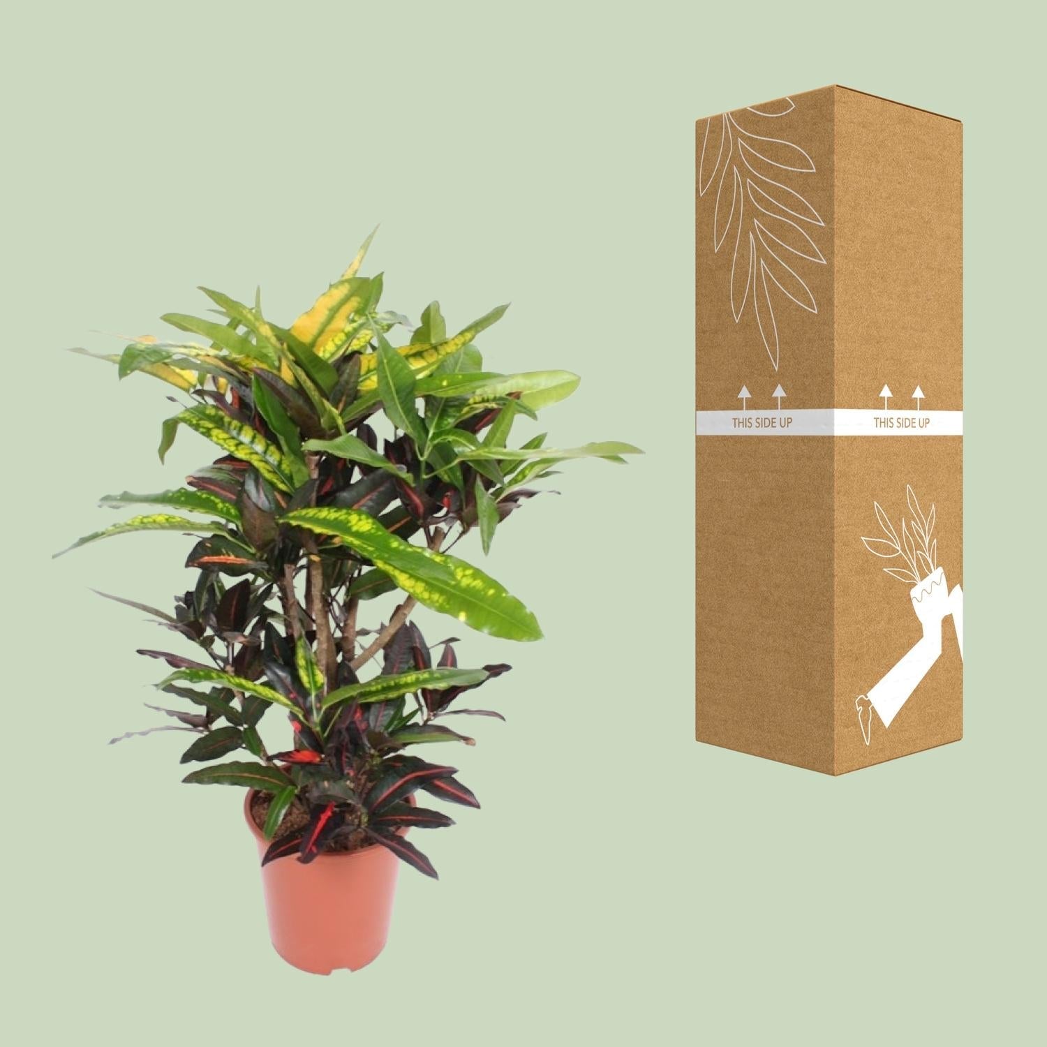Codiaeum ‘Mango’ (Croton Mango) – Wunderstrauch – 27 cm Topf, 110 cm hoch - Green Guardia - Ihr Experte für Schädlinge und Pflanzen