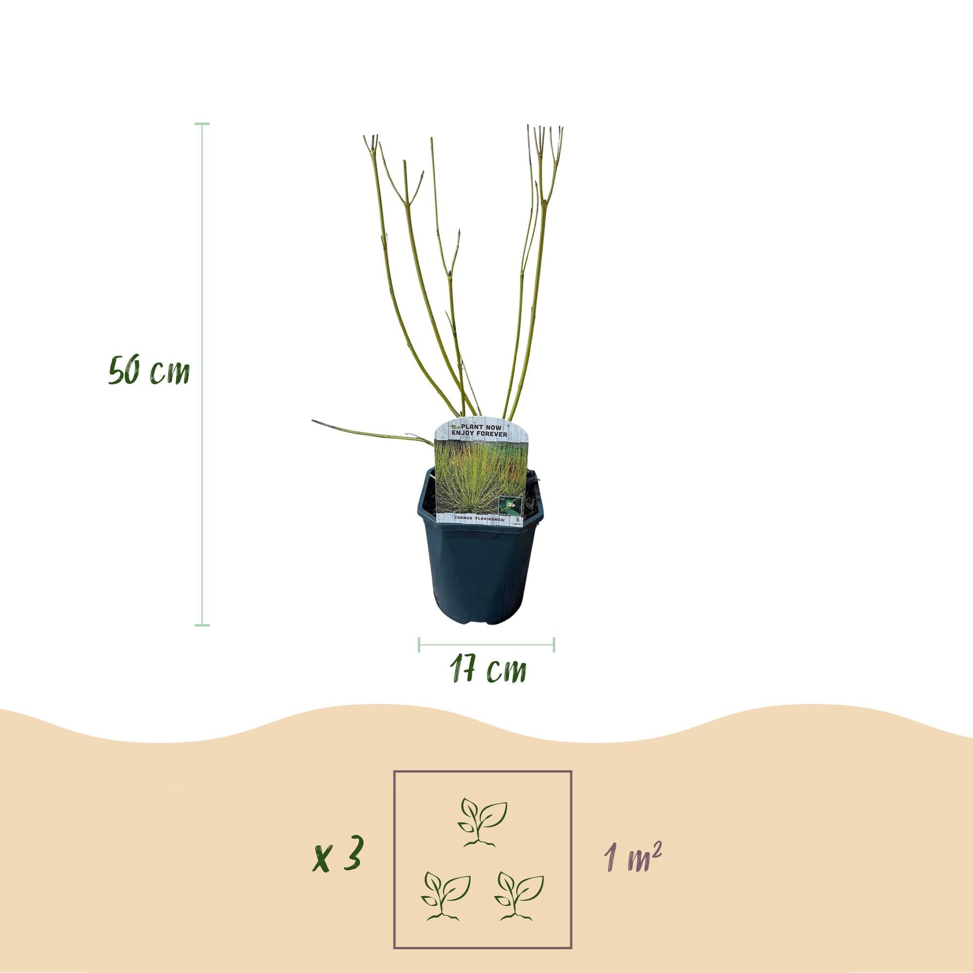 Cornus alba ‘Flaviramea’ – 1 Pflanze, grüne Zweige, Topf 17 cm, 45 cm Höhe - Green Guardia - Ihr Experte für Schädlinge und Pflanzen