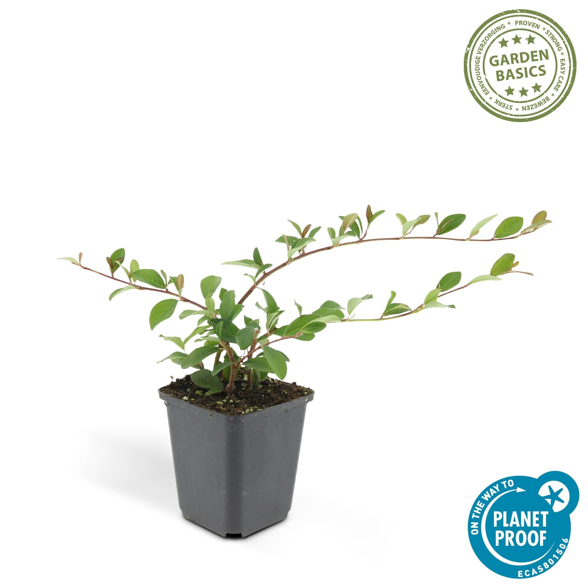 Cotoneaster dammeri – niedrig wachsend, 9 cm Topf, 10–25 cm Höhe - Green Guardia - Ihr Experte für Schädlinge und Pflanzen