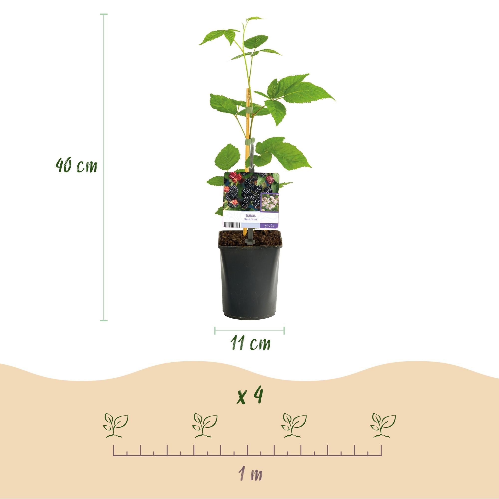 Dornenlose Brombeere „Black Satin“ – 2 Pflanzen im 11 cm Topf (ca. 40 cm) - Green Guardia - Ihr Experte für Schädlinge und Pflanzen