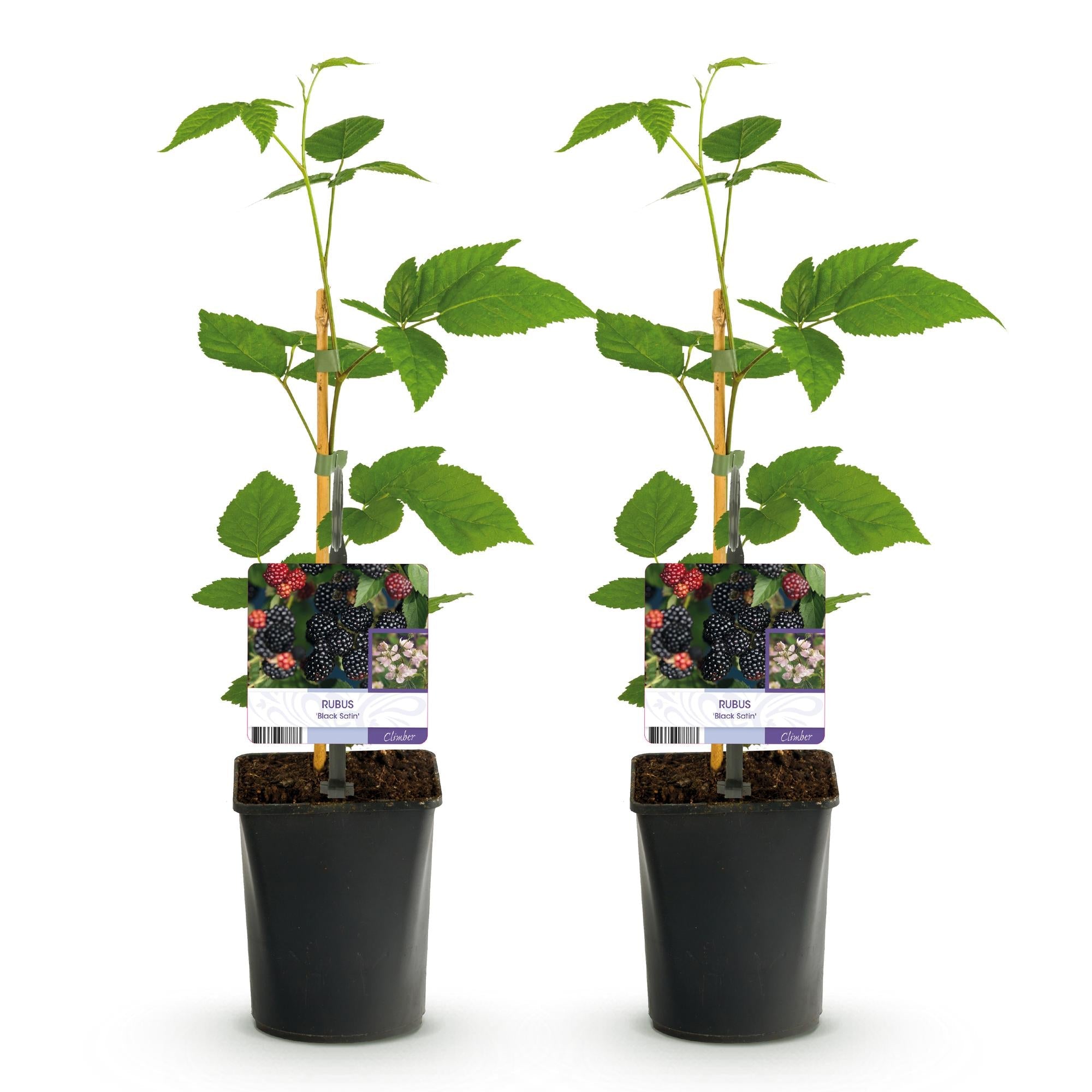 Dornenlose Brombeere „Black Satin“ – 2 Pflanzen im 11 cm Topf (ca. 40 cm) - Green Guardia - Ihr Experte für Schädlinge und Pflanzen