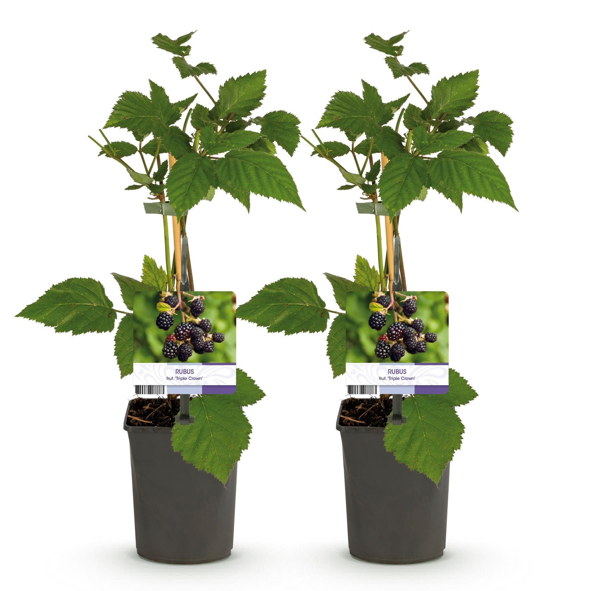 Dornenlose Brombeere „Triple Crown“ – 2 Pflanzen, 11 cm Topf, ca. 40 cm - Green Guardia - Ihr Experte für Schädlinge und Pflanzen