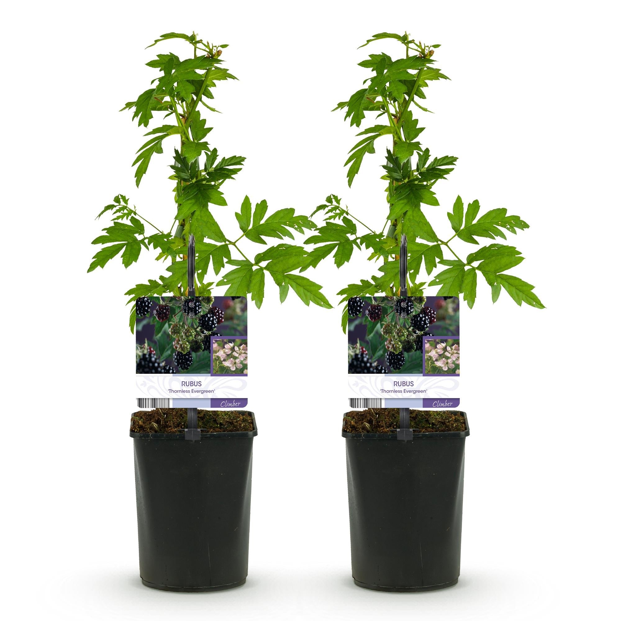Dornlose Brombeere „Thornfree Evergreen“ – 2 kräftige Pflanzen im 11 cm Topf (ca. 40 cm) - Green Guardia - Ihr Experte für Schädlinge und Pflanzen