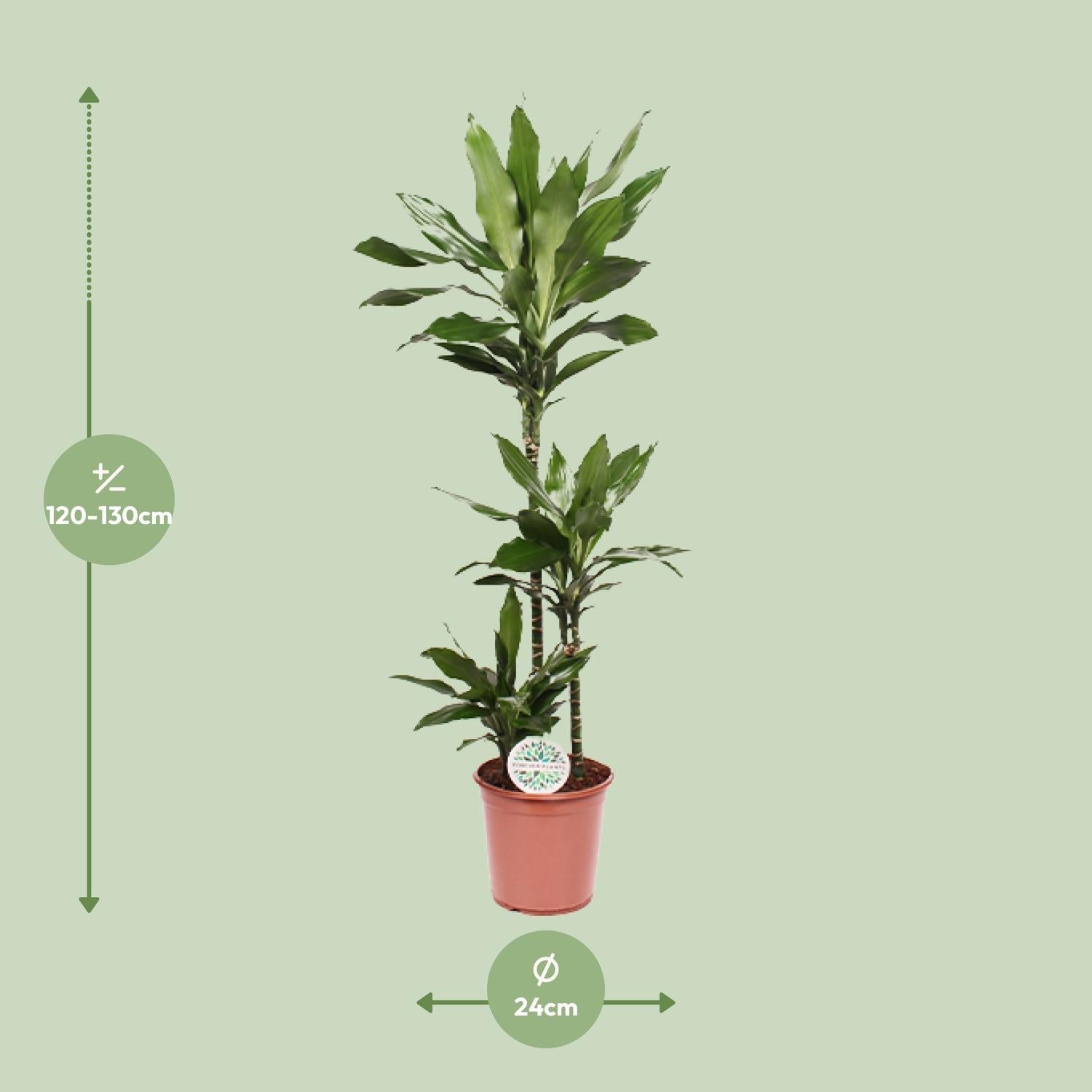 Dracaena Janet Lind – Drachenbaum - 70 - 130 cm - Green Guardia - Ihr Experte für Schädlinge und Pflanzen
