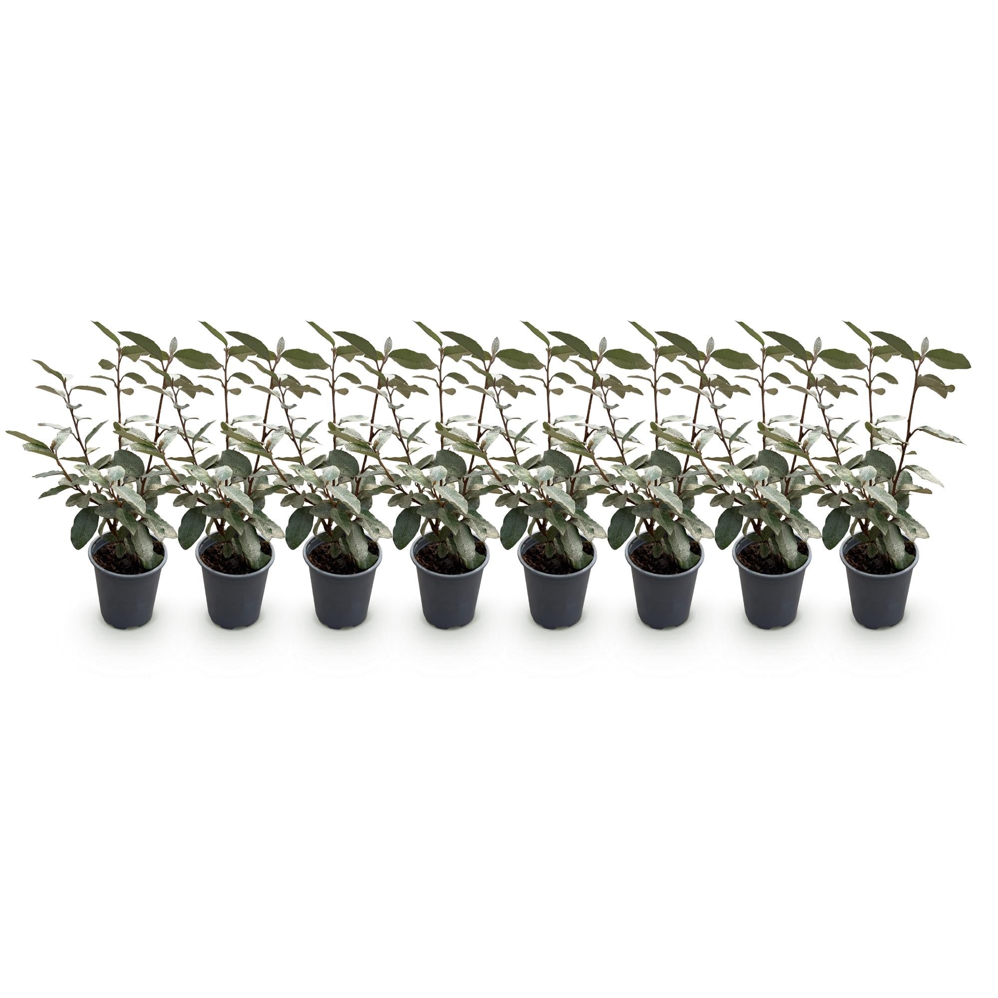 Elaeagnus ebbingei ‘Compacta’ – graugrünes Blatt – 8 Pflanzen – ca. 1 laufender Meter – immergrün – 9 cm Topf, 30–35 cm hoch - Green Guardia - Ihr Experte für Schädlinge und Pflanzen