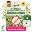 Encarsia-Schlupfwespen gegen Weiße Fliegen