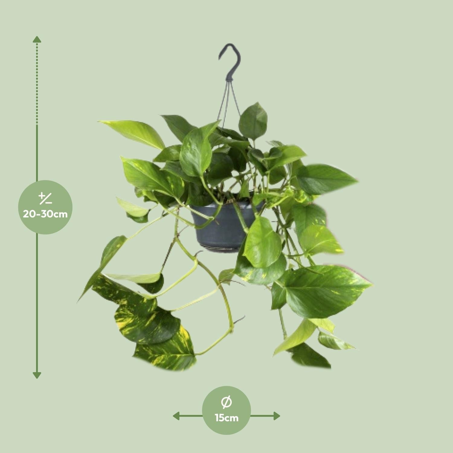 Epipremnum Aureum – Goldene Efeutute - 20 - 25 cm - Green Guardia - Ihr Experte für Schädlinge und Pflanzen