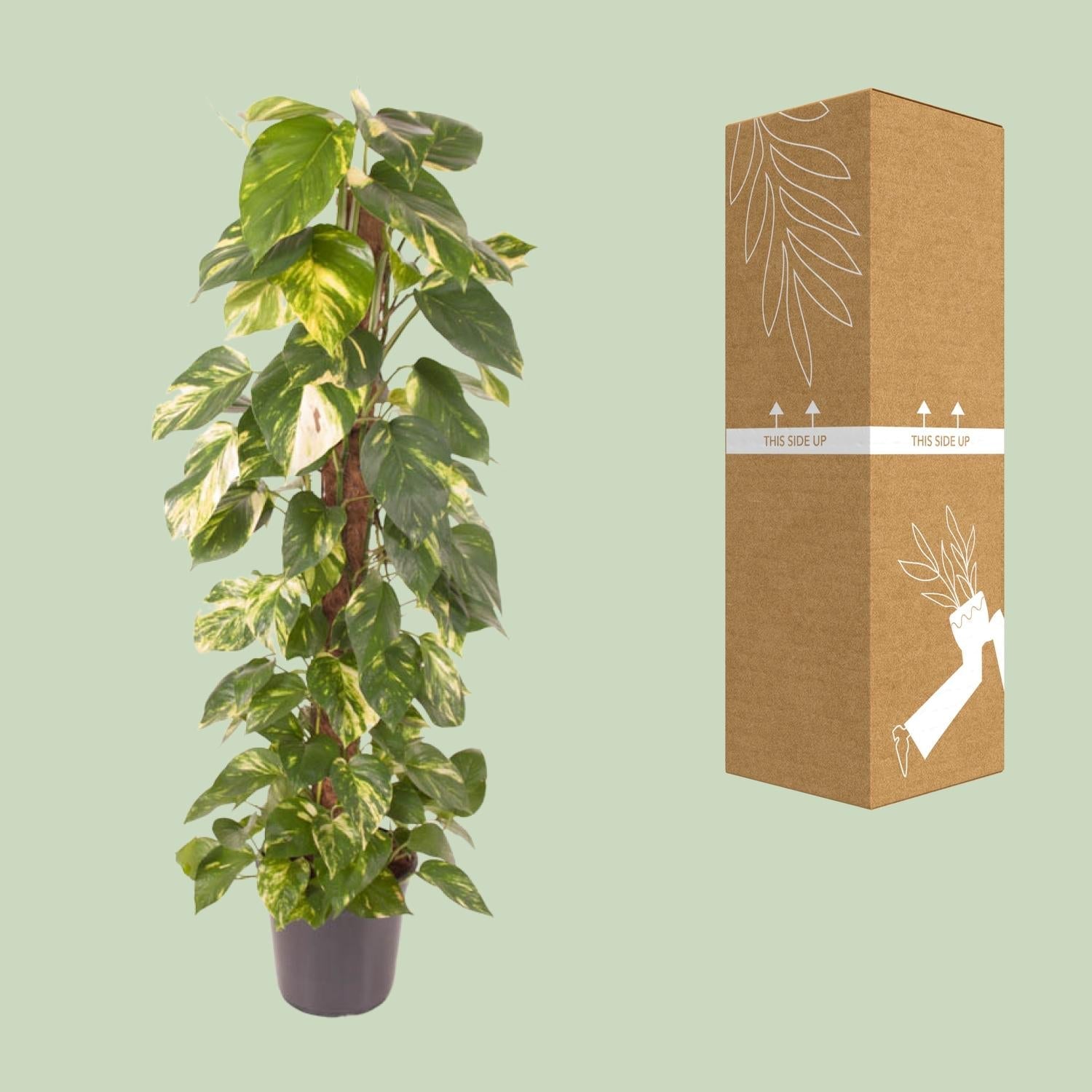 Epipremnum pinnatum – Efeutute – 24 cm Topf, 120 cm hoch - Green Guardia - Ihr Experte für Schädlinge und Pflanzen