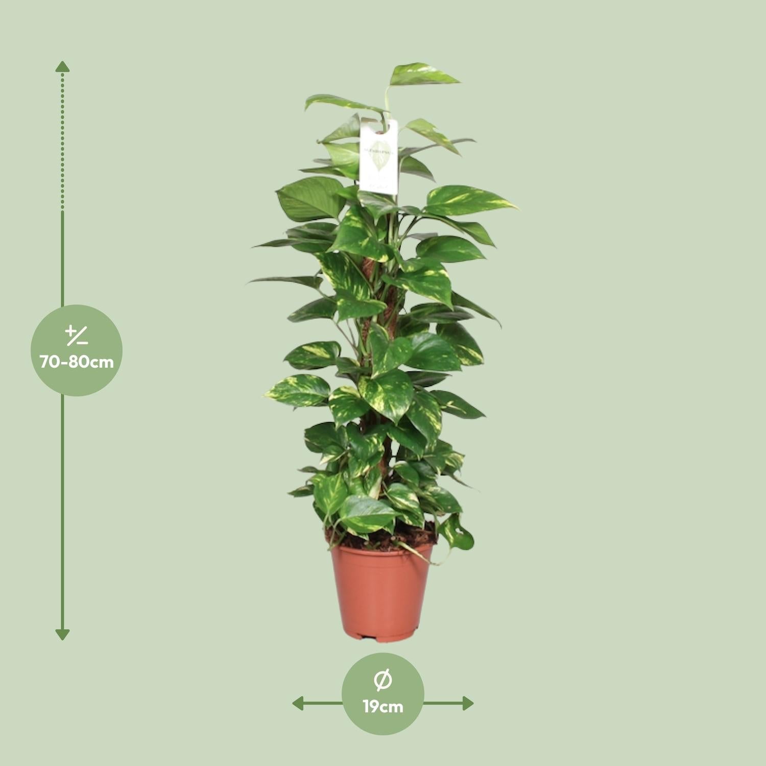 Epipremnum Pinnatum – Efeutute am Moosstab - 60 - 120 cm - Green Guardia - Ihr Experte für Schädlinge und Pflanzen