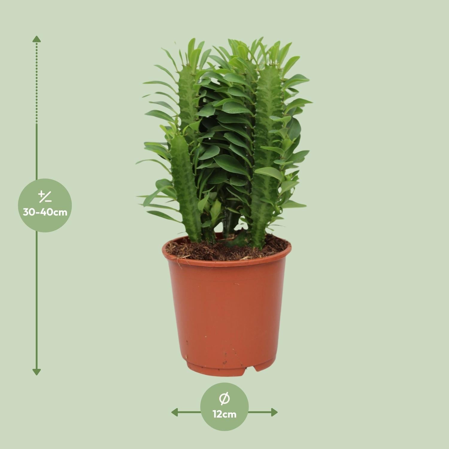 Euphorbia Trigona – Afrikanischer Milchbaum - 40 - 70 cm - Green Guardia - Ihr Experte für Schädlinge und Pflanzen