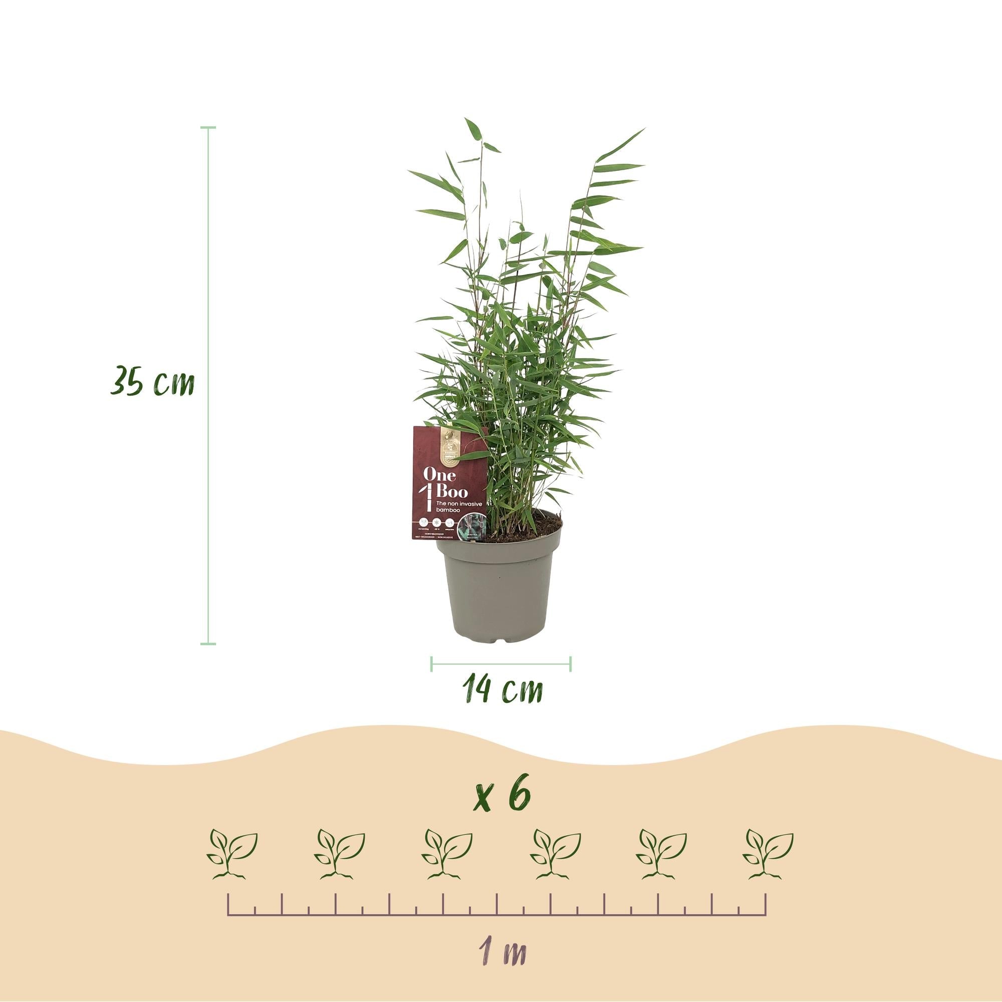Fargesia ‘Red Dragon’ – Gartenbambus, immergrün & nicht ausbreitend - 14 cm Topf, 35 cm hoch - Green Guardia - Ihr Experte für Schädlinge und Pflanzen
