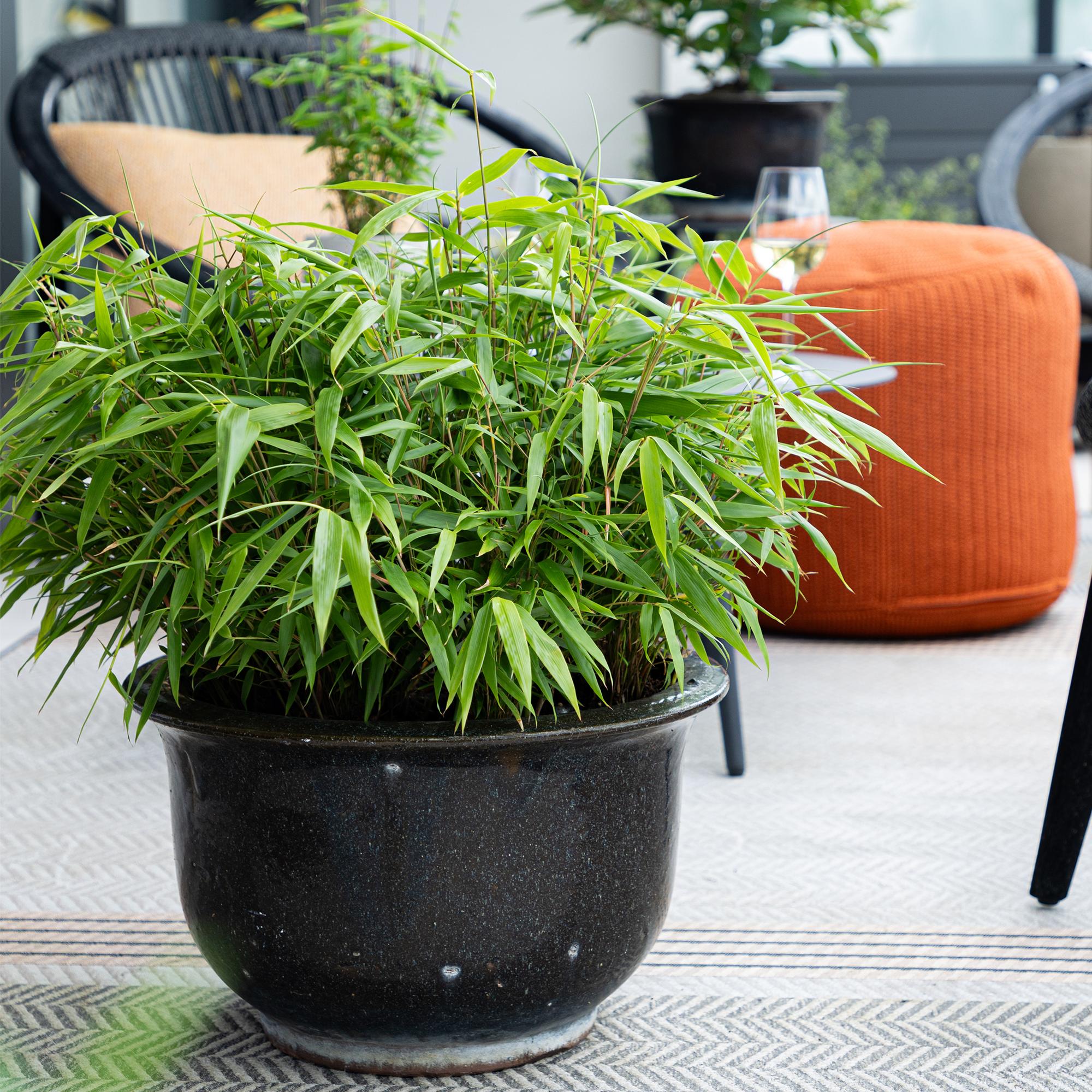 Fargesia rufa – Bambus, grün, immergrün, im 14 cm Topf, 35 cm hoch - Green Guardia - Ihr Experte für Schädlinge und Pflanzen