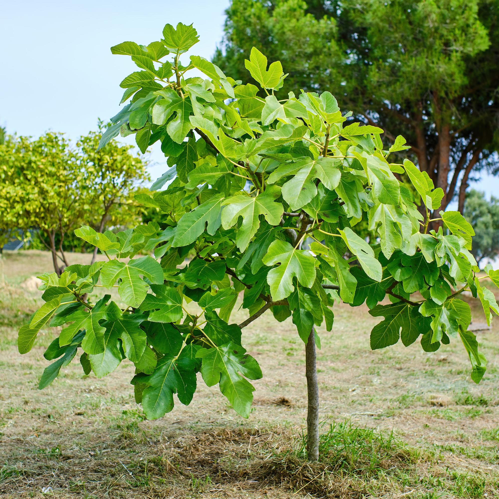 Feigenbaum „Brown Turkey“ (Ficus carica) – 19cm Topf, 90 cm hoch - Green Guardia - Ihr Experte für Schädlinge und Pflanzen