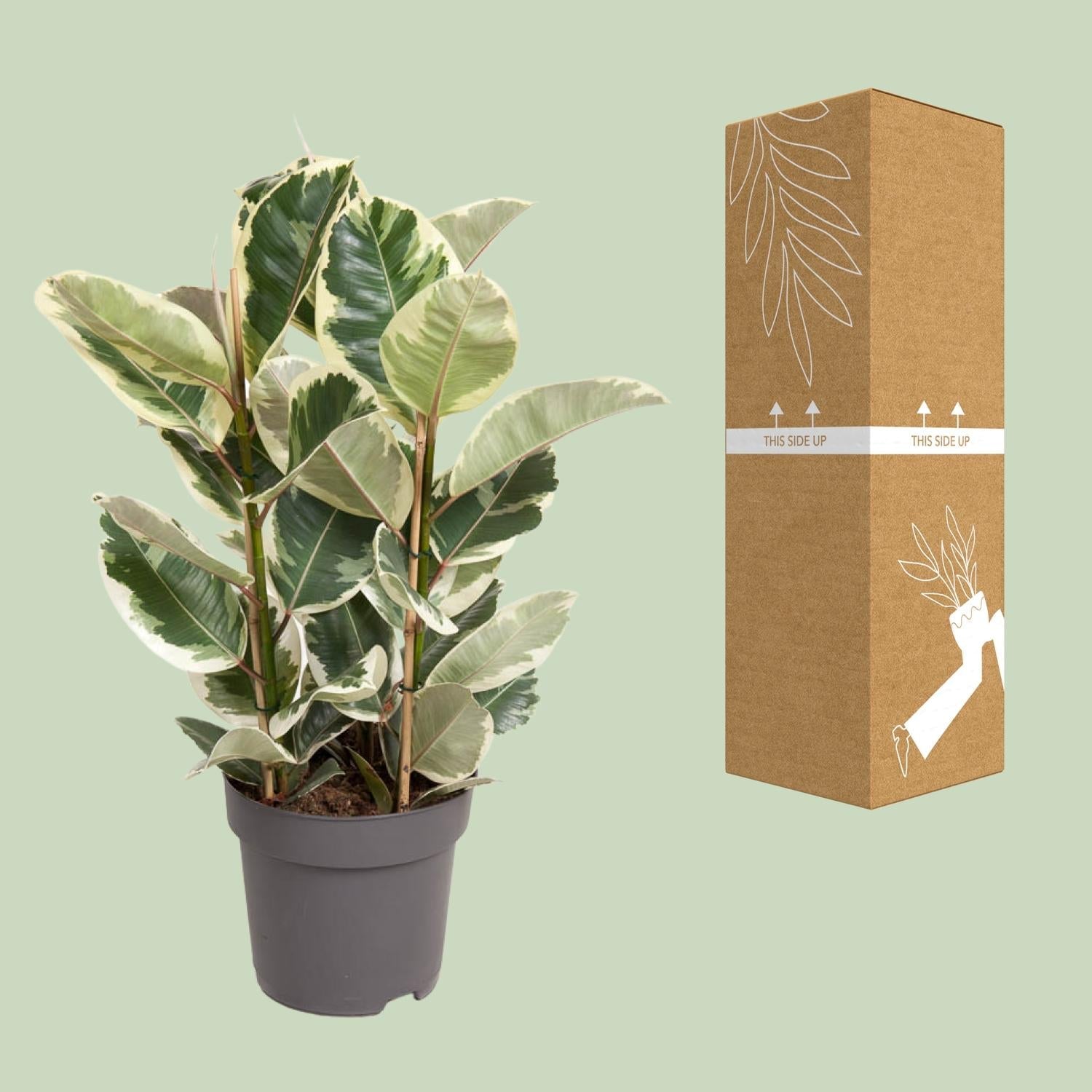Ficus elastica ‘Tineke’ – 50–100 cm - Green Guardia - Ihr Experte für Schädlinge und Pflanzen