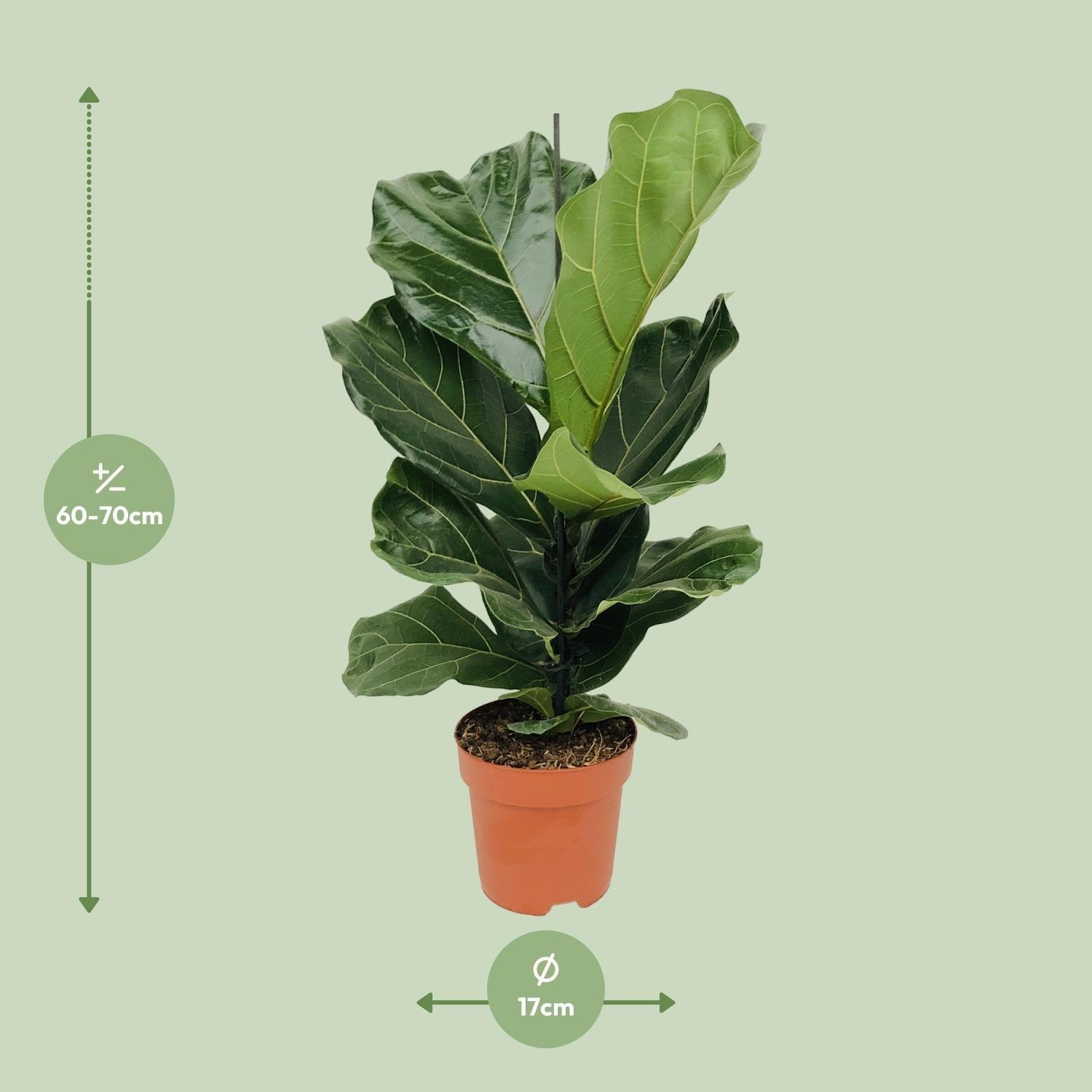 Ficus Lyrata – Geigenfeige - 30 - 130 cm - Green Guardia - Ihr Experte für Schädlinge und Pflanzen