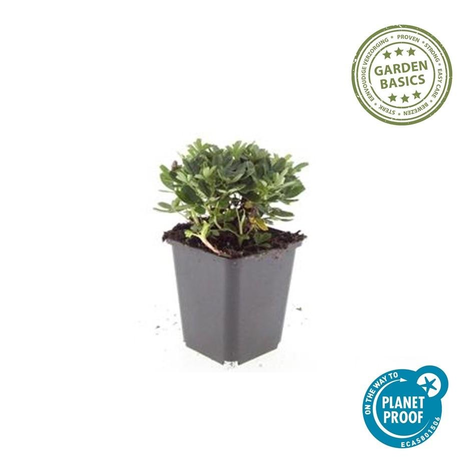 Fingerkraut ‘Nuuk’ – robuste Bodendeckerstaude, 9 cm Topf, 10–25 cm - Green Guardia - Ihr Experte für Schädlinge und Pflanzen