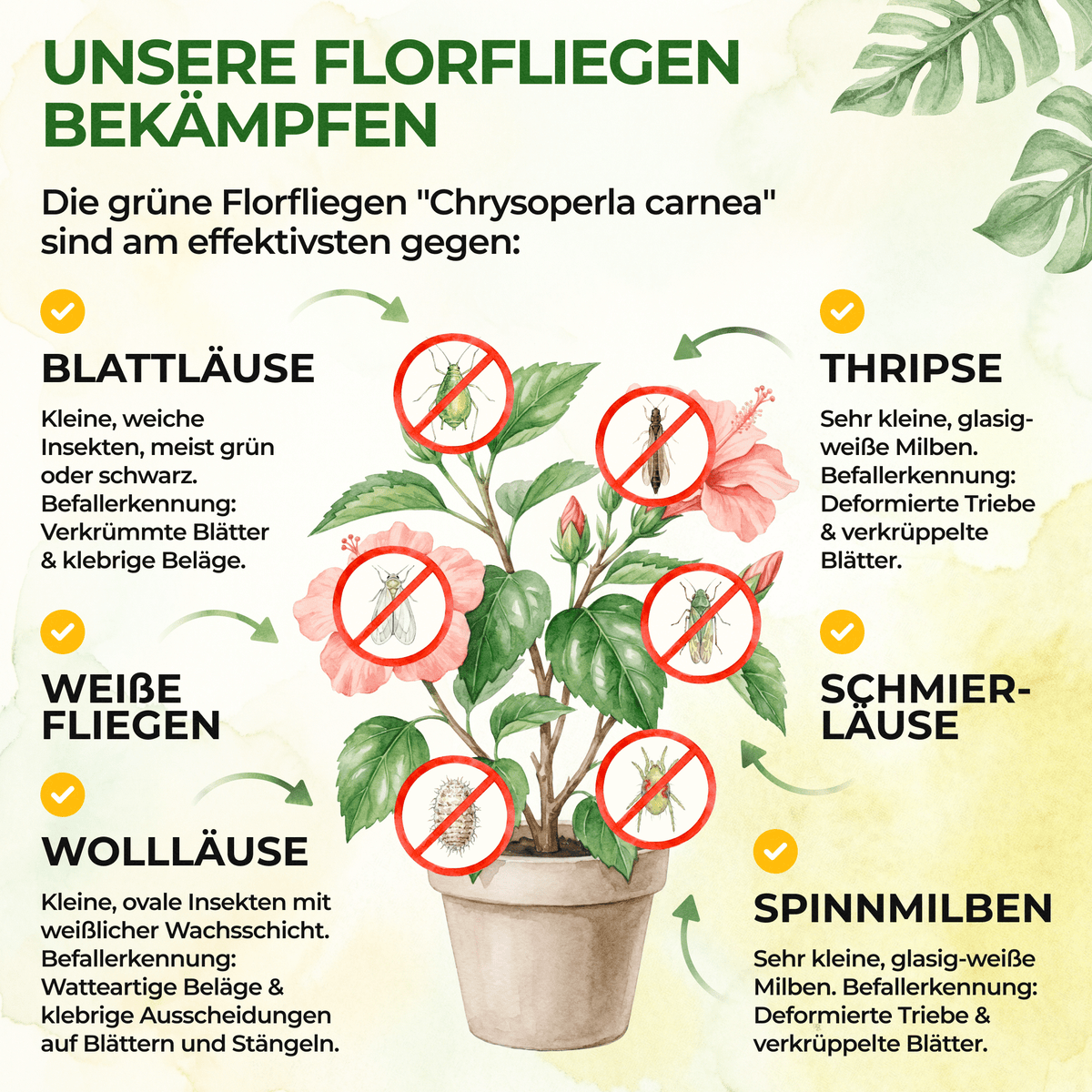 Florfliegeneier gegen Blattläuse, Thripse, Spinnmilben und Co. - Green Guardia - Ihr Experte für Schädlinge und Pflanzen