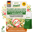 Florfliegenlarven-Eier gegen Blattläuse, Wollläuse