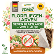 Florfliegenlarven gegen Blattläuse und Wollläuse
