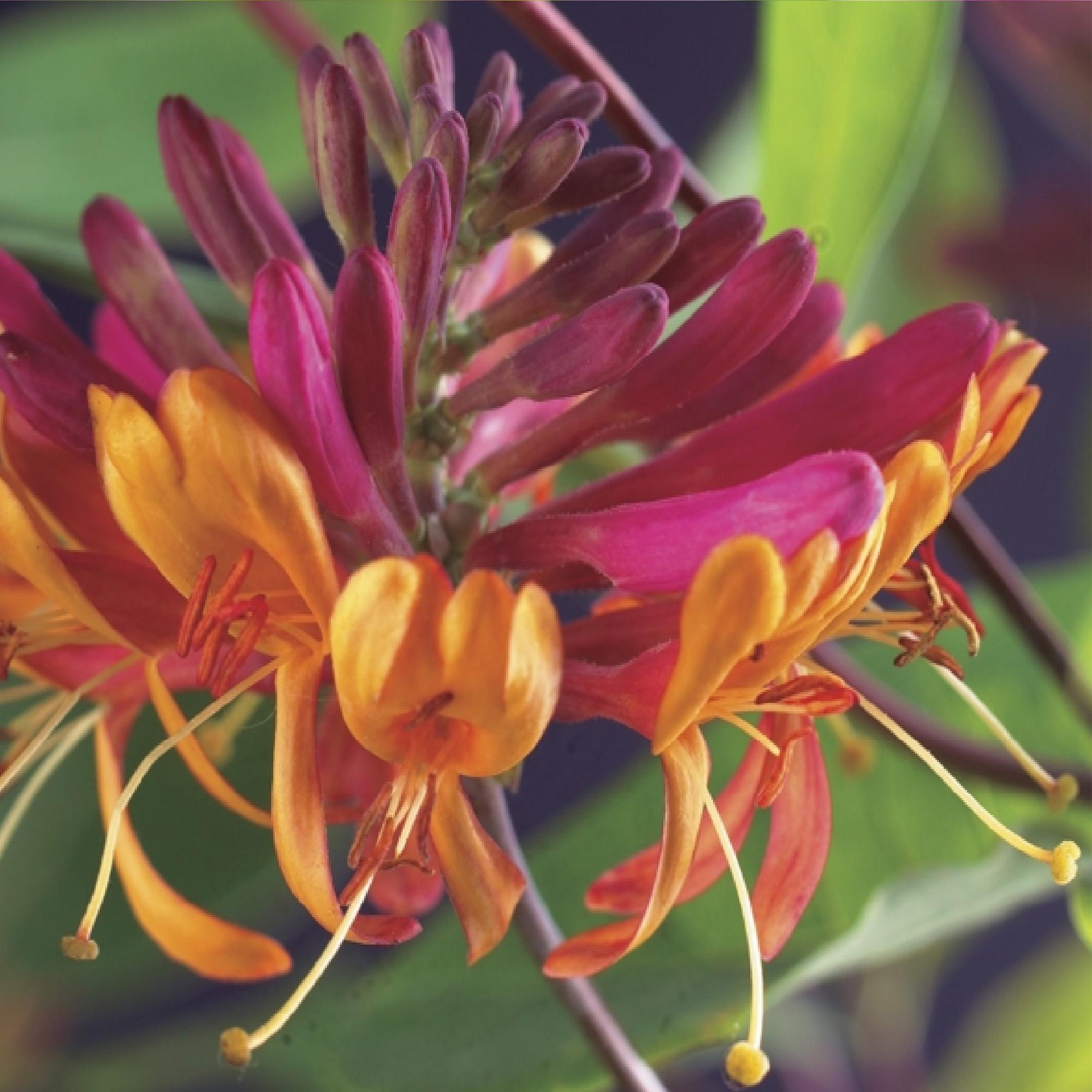 Geißblatt ‘Goldflame’ – kletternde Sorte mit rosa - gelben Blüten, 2 Pflanzen, 11 - cm - Topf, 40 cm Höhe - Green Guardia - Ihr Experte für Schädlinge und Pflanzen