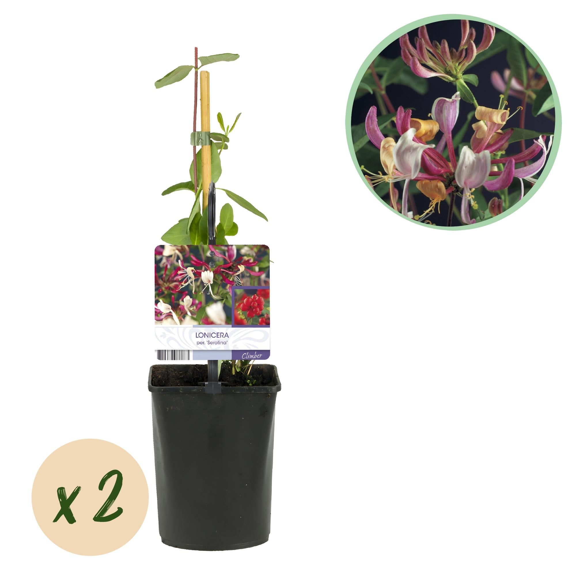 Geißblatt ‘Serotina’ – immergrüne Kletterpflanze, 2 Pflanzen, 11 - cm - Topf, 40 cm - Green Guardia - Ihr Experte für Schädlinge und Pflanzen