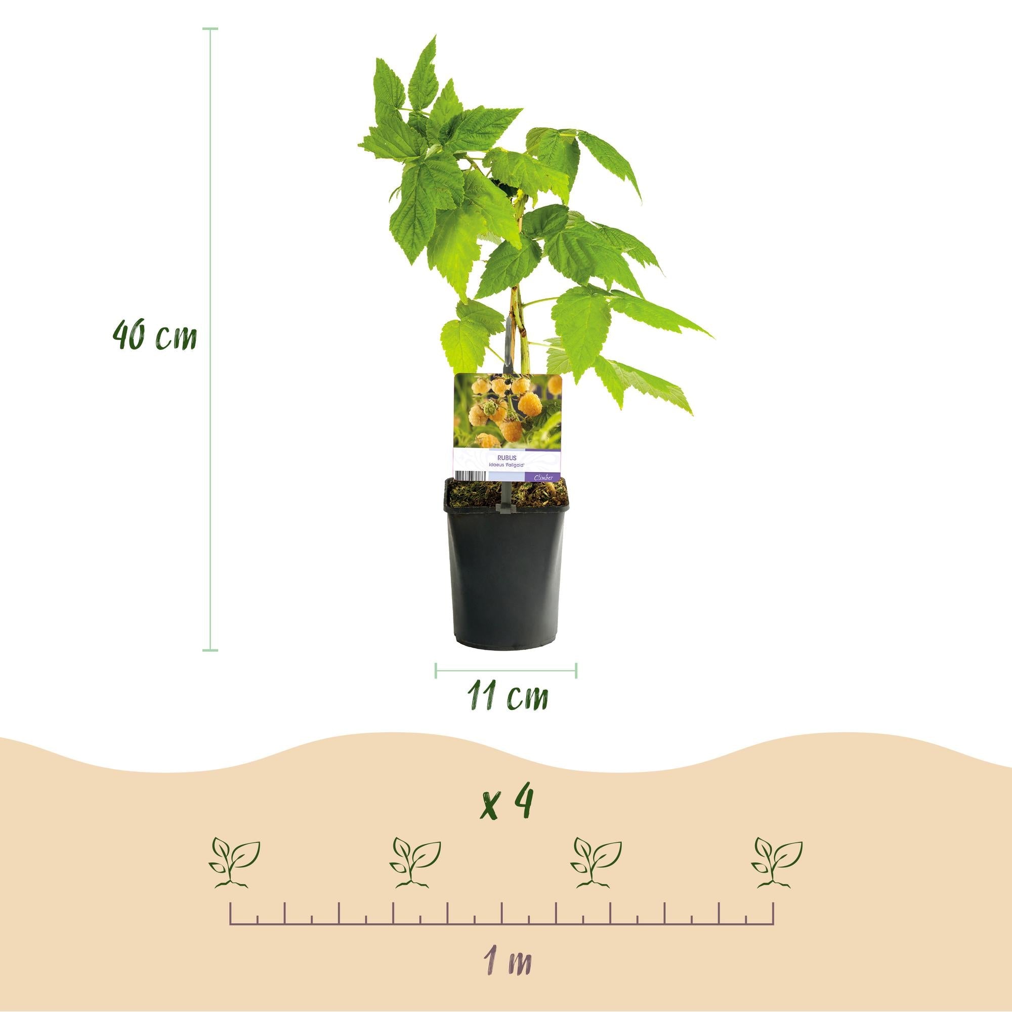 Gelbe Himbeere „Fallgold“ (Rubus idaeus) – 2 Pflanzen im 11 cm Topf, ca. 40 cm - Green Guardia - Ihr Experte für Schädlinge und Pflanzen