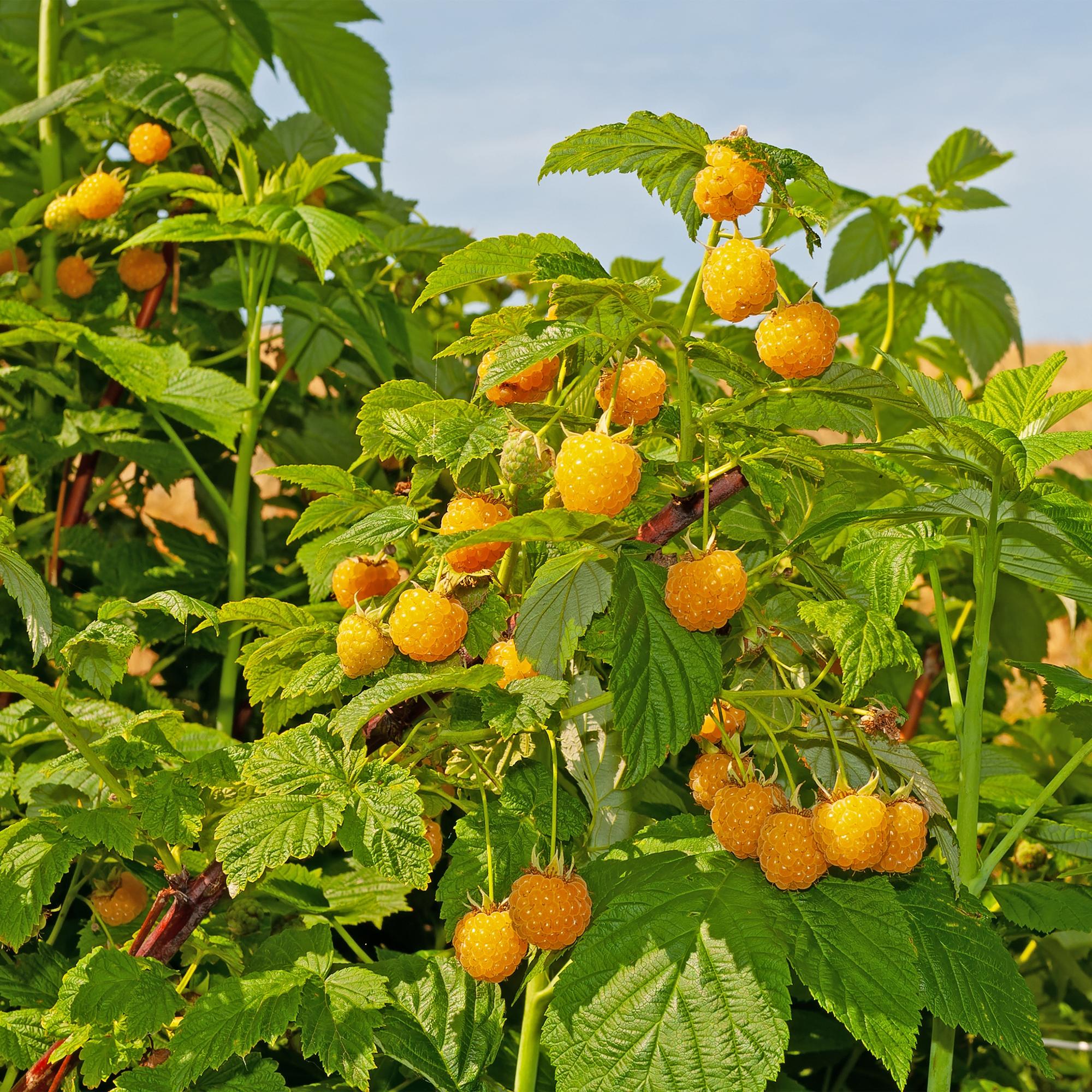 Gelbe Himbeere „Fallgold“ (Rubus idaeus) – 2 Pflanzen im 11 cm Topf, ca. 40 cm - Green Guardia - Ihr Experte für Schädlinge und Pflanzen