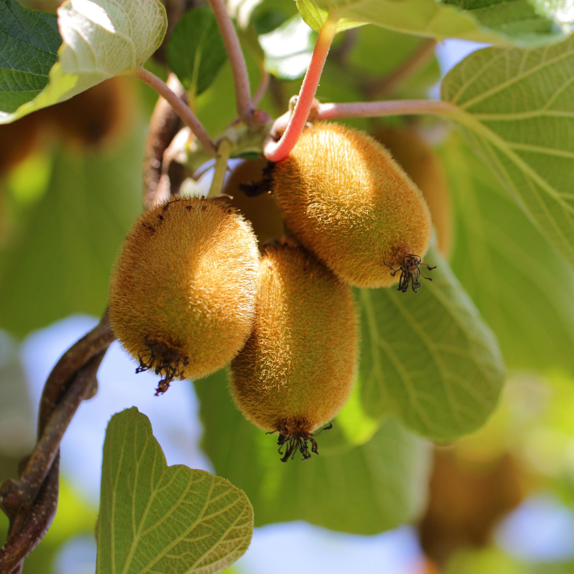 Gelbe Kiwi „Golden Kiwi“ (Actinidia deliciosa), 2 Pflanzen, 50 cm hoch - Green Guardia - Ihr Experte für Schädlinge und Pflanzen