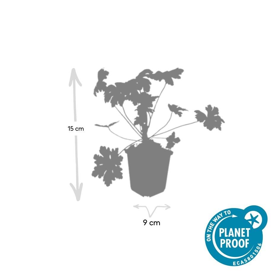 Geranium macrorrhizum 'Ingwersen's Var.' – winterhart, 9 cm Topf, 10–25 cm hoch - Green Guardia - Ihr Experte für Schädlinge und Pflanzen