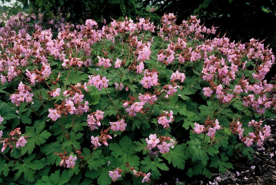 Geranium macrorrhizum 'Ingwersen's Var.' – winterhart, 9 cm Topf, 10–25 cm hoch - Green Guardia - Ihr Experte für Schädlinge und Pflanzen