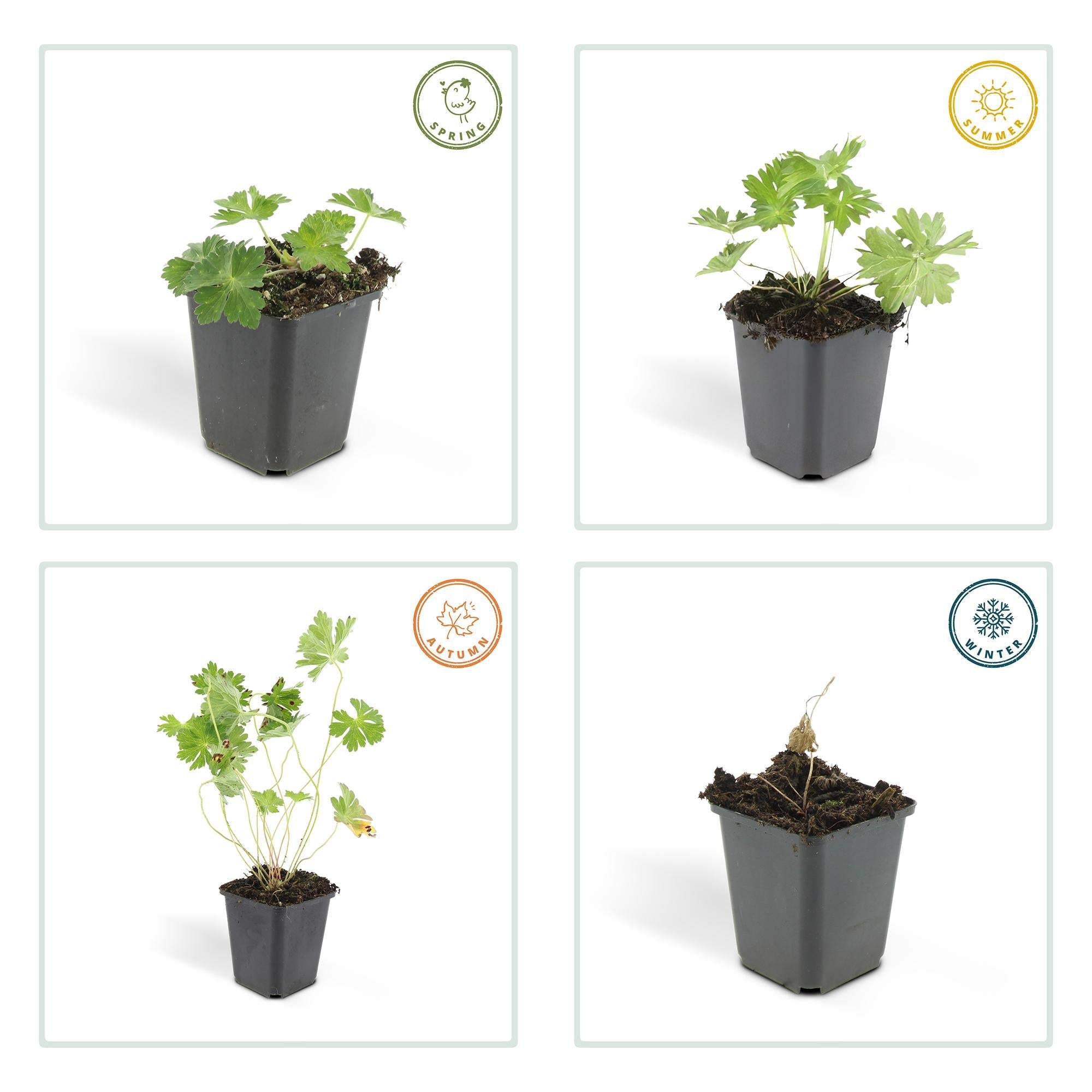 Geranium ‘Rozanne’ – langlebiger Storchschnabel, 10–25 cm hoch - Green Guardia - Ihr Experte für Schädlinge und Pflanzen