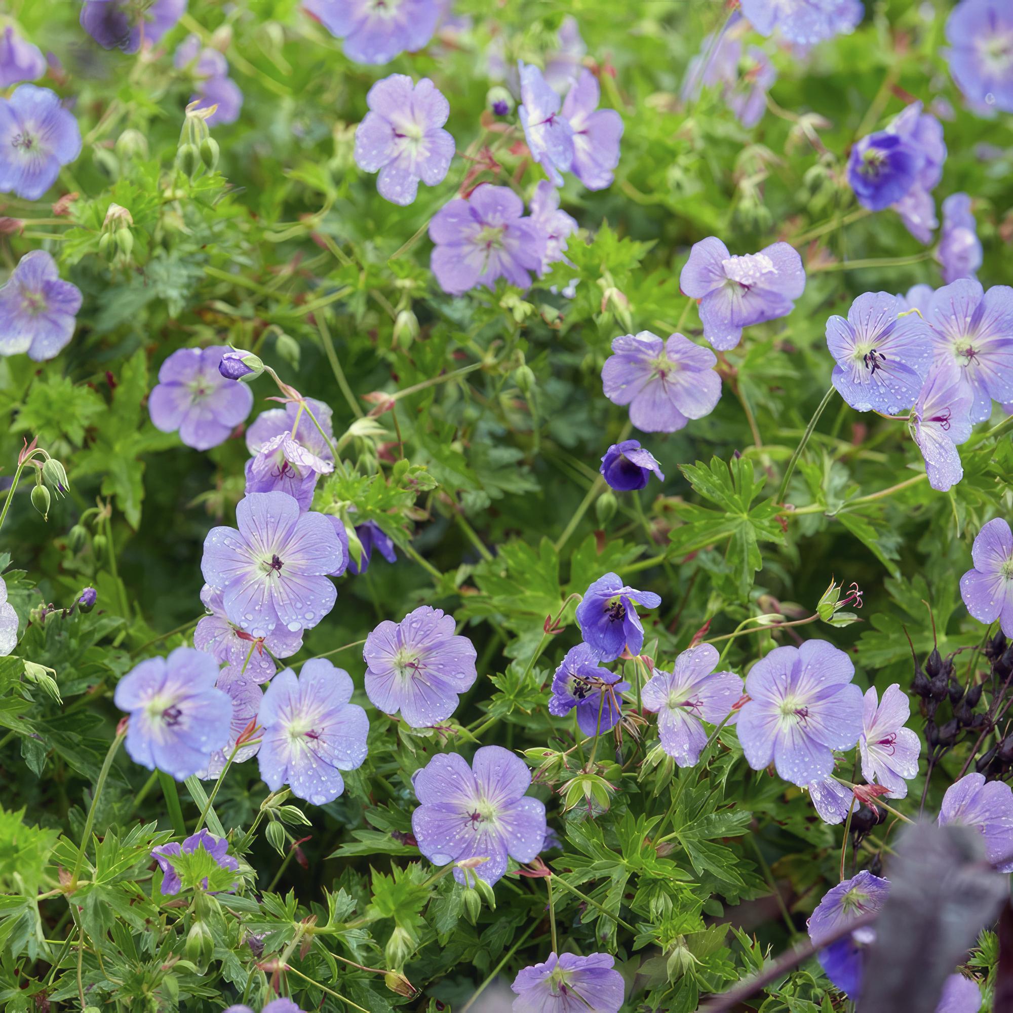 Geranium ‘Rozanne’ – langlebiger Storchschnabel, 10–25 cm hoch - Green Guardia - Ihr Experte für Schädlinge und Pflanzen