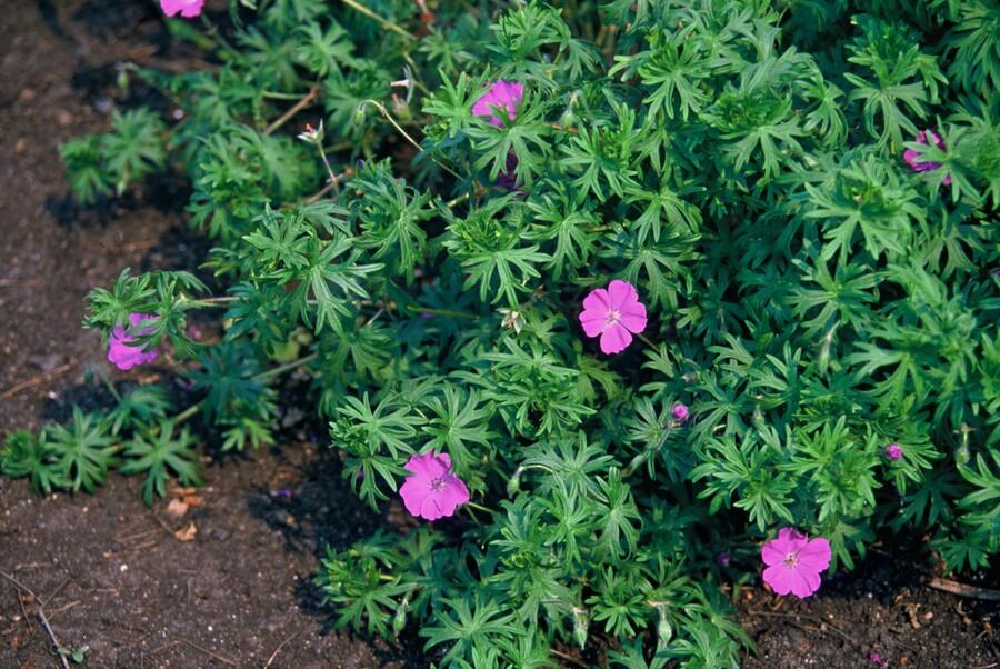 Geranium ‘Tiny Monster’ – kompakter Storchschnabel, 9 cm Topf, 10–25 cm - Green Guardia - Ihr Experte für Schädlinge und Pflanzen