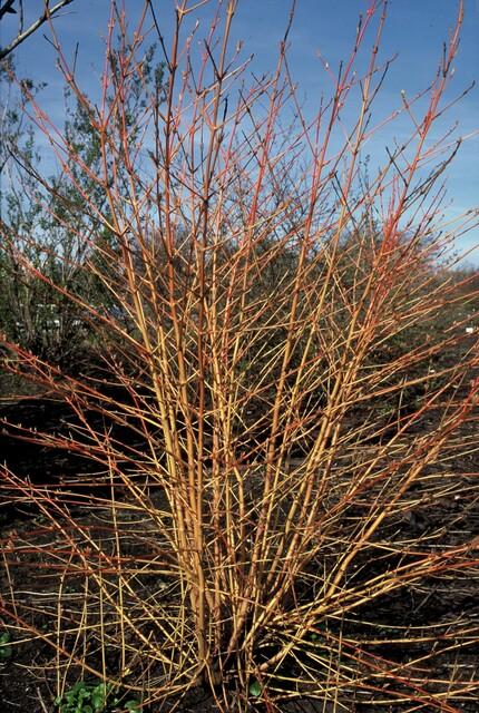 Hartriegel ‘Midwinter Fire’ – farbintensiver Zierstrauch, 9 cm Topf, 10–25 cm hoch - Green Guardia - Ihr Experte für Schädlinge und Pflanzen