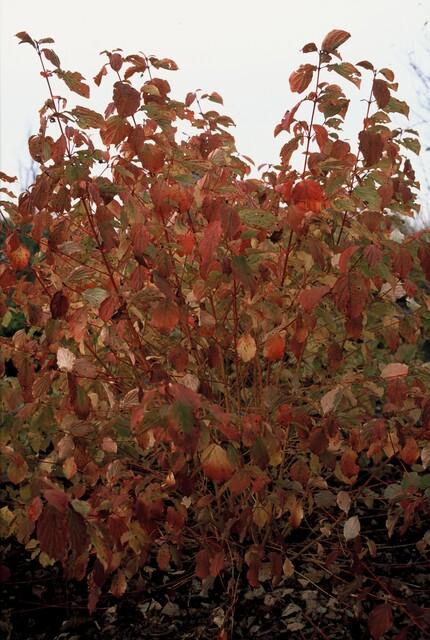 Hartriegel ‘Midwinter Fire’ – farbintensiver Zierstrauch, 9 cm Topf, 10–25 cm hoch - Green Guardia - Ihr Experte für Schädlinge und Pflanzen