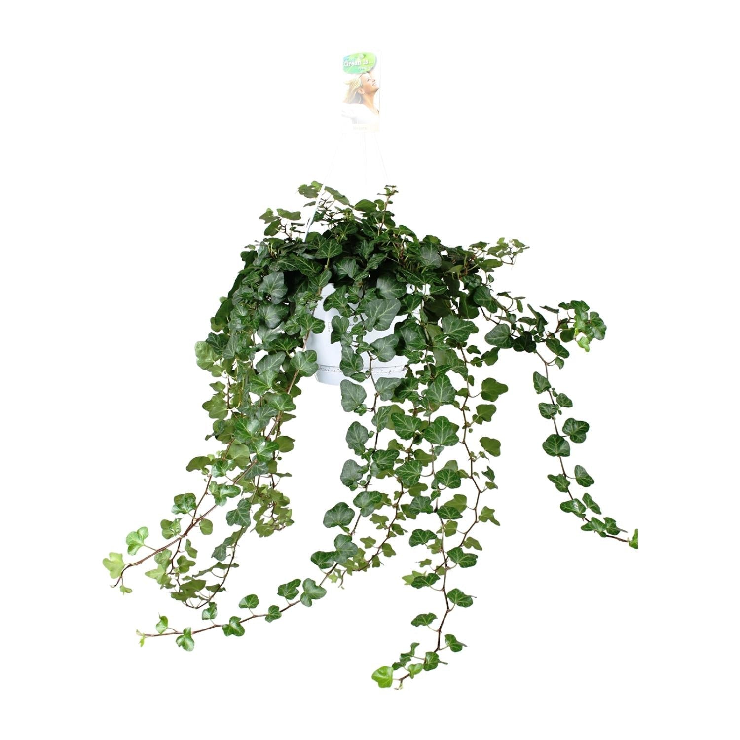 Hedera ‘Wonder Green’ – Efeu - 50 - 70 cm - Green Guardia - Ihr Experte für Schädlinge und Pflanzen