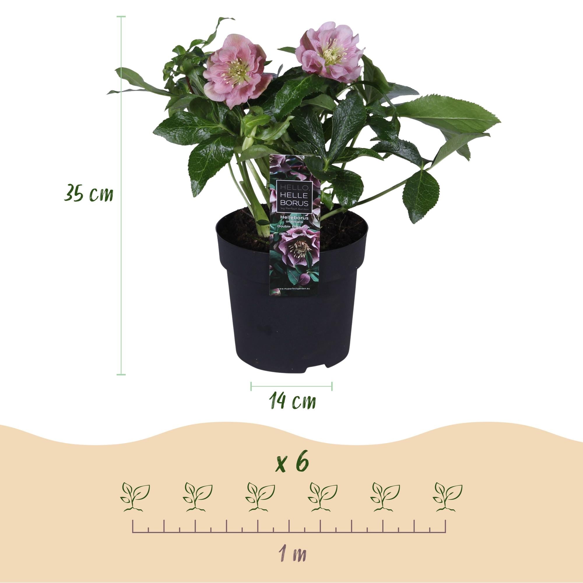 Helleborus orientalis ‘Double Ellen Pink’ – immergrün & pflegeleicht – rosa Blüte – 14 cm Topf, ca. 35 cm hoch - Green Guardia - Ihr Experte für Schädlinge und Pflanzen