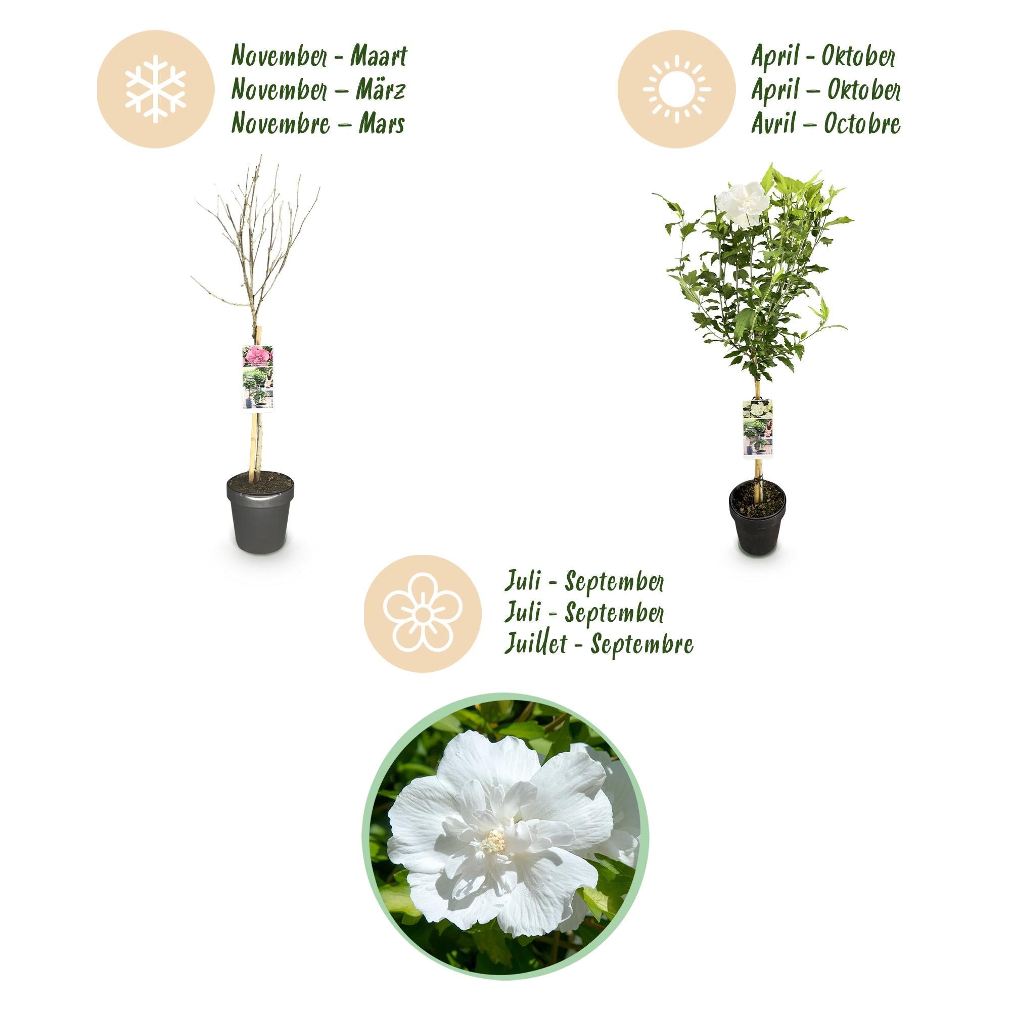 Hibiskus - Stammpflanze ‘White Chiffon’® – winterhart, weiße Blüte, 19 cm Topf, 90 cm - Green Guardia - Ihr Experte für Schädlinge und Pflanzen