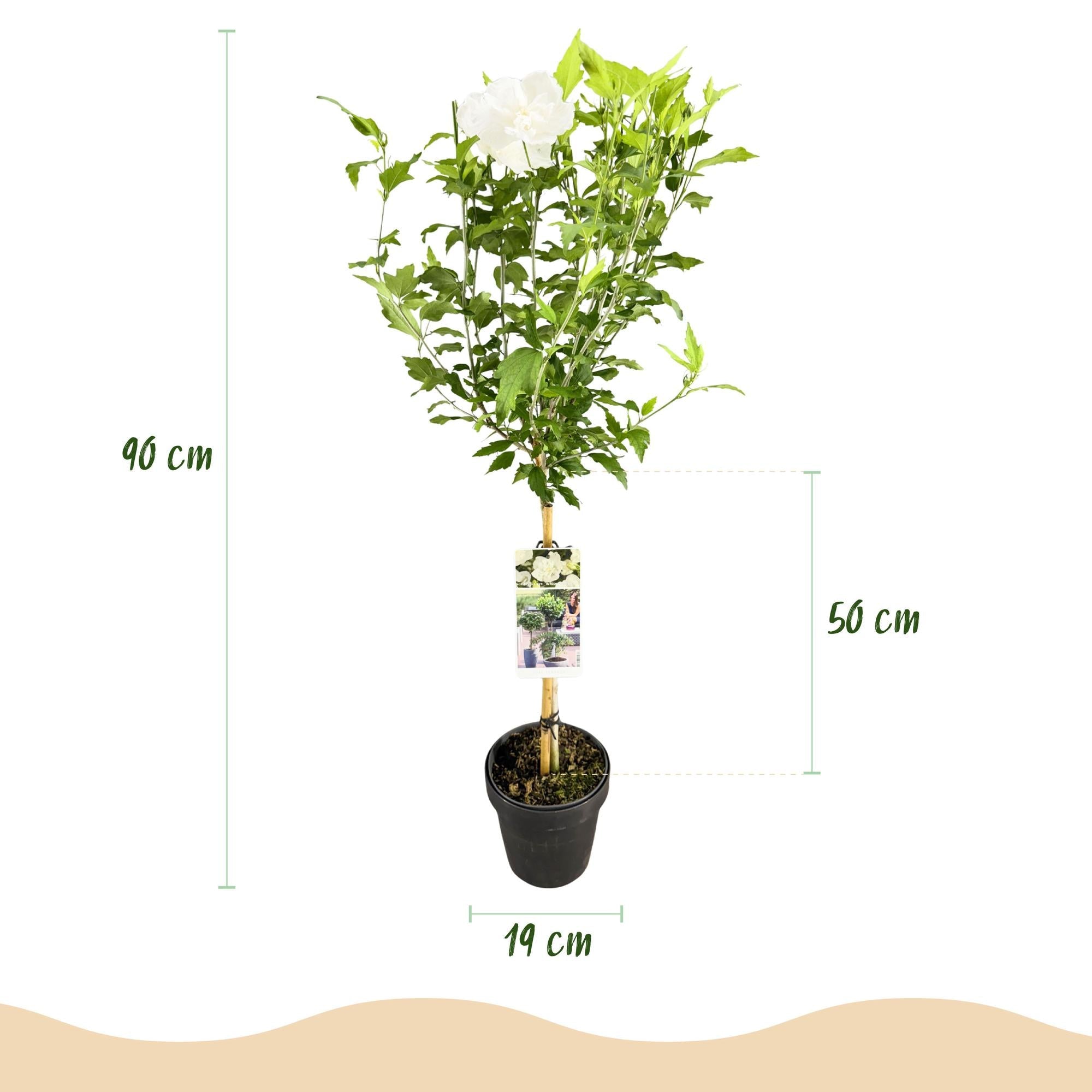 Hibiskus - Stammpflanze ‘White Chiffon’® – winterhart, weiße Blüte, 19 cm Topf, 90 cm - Green Guardia - Ihr Experte für Schädlinge und Pflanzen