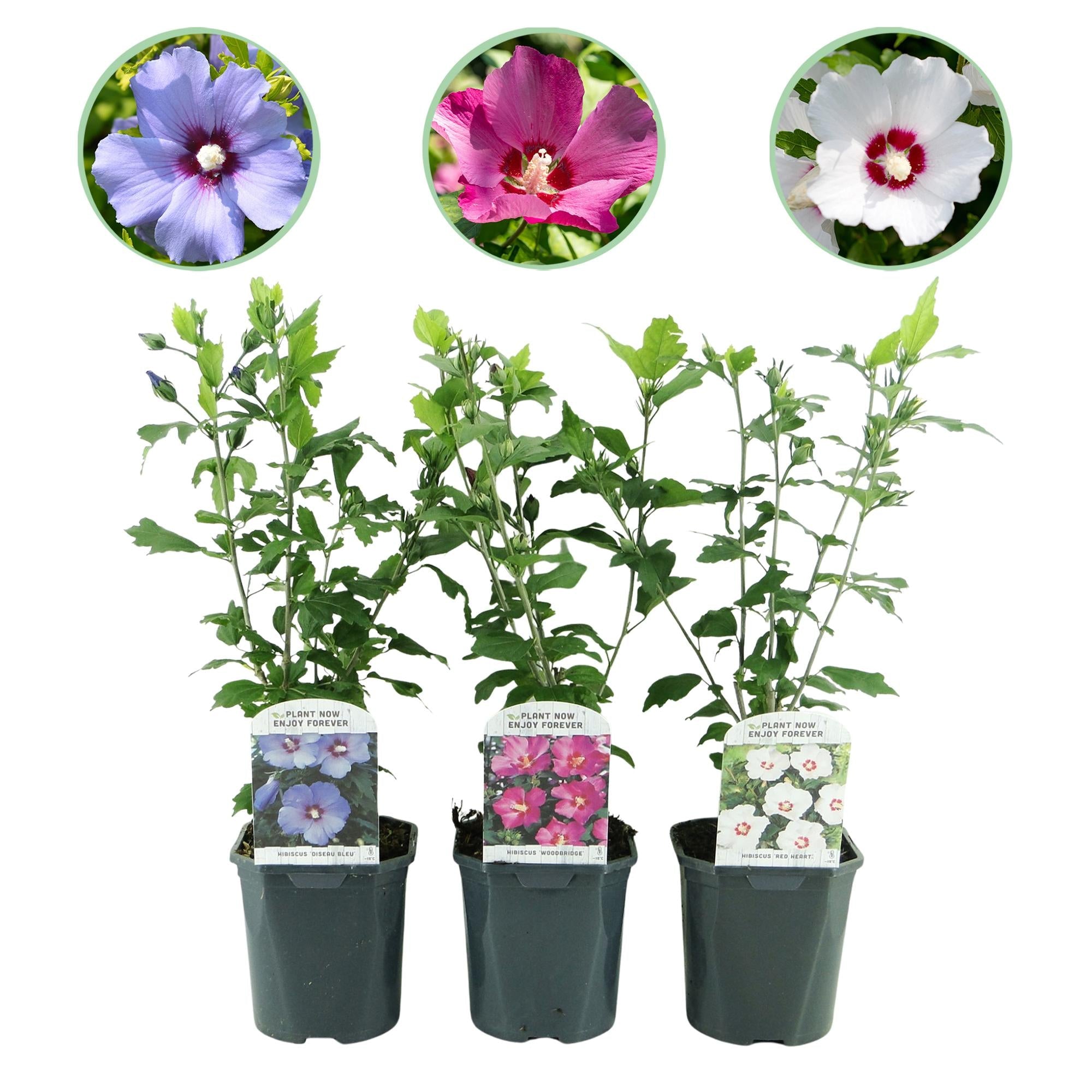 Hibiskus Tricolour – dreifarbige Blüten, 3 Pflanzen im 17 - cm - Topf, 45 cm Höhe - Green Guardia - Ihr Experte für Schädlinge und Pflanzen