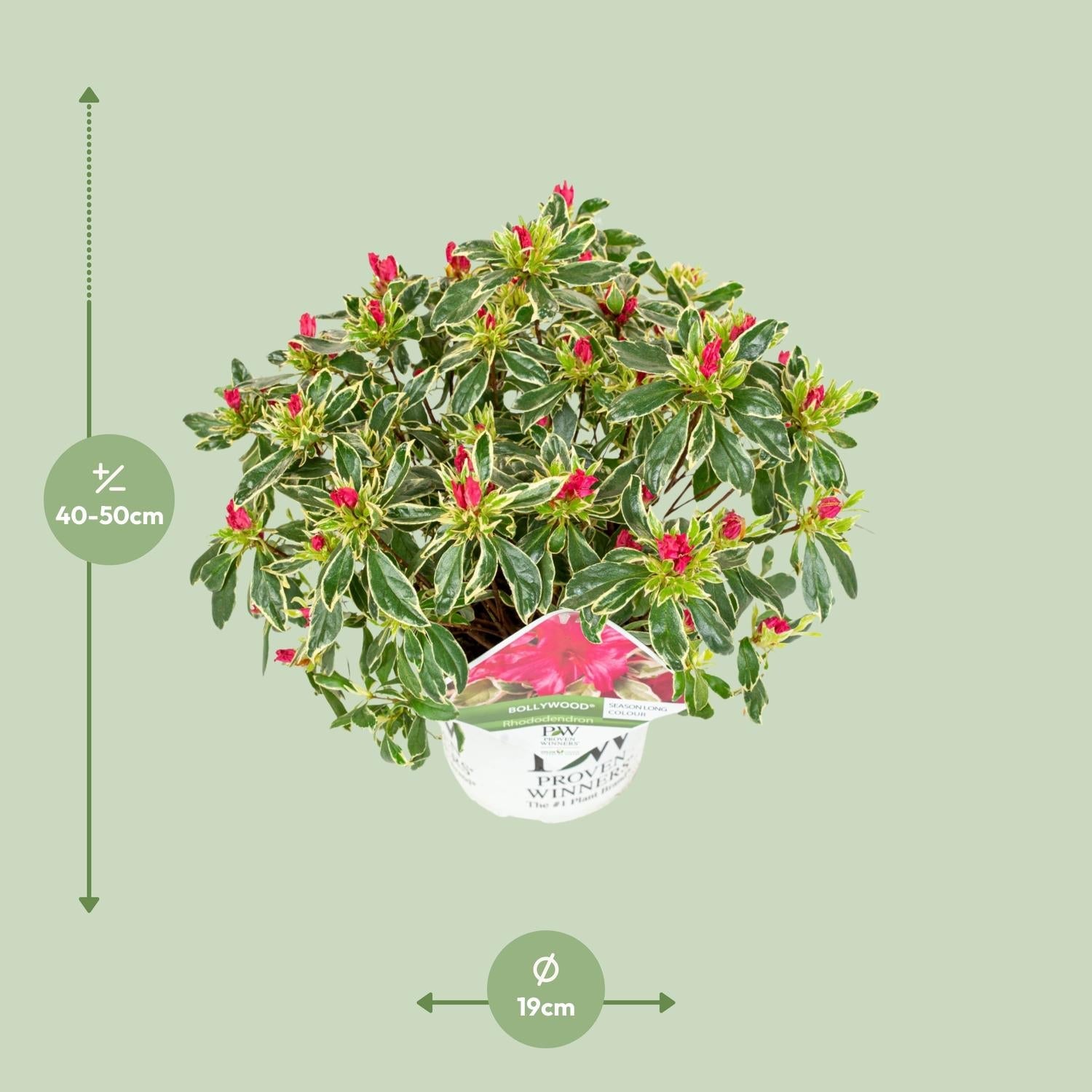 hododendron ‘Bollywood’ – immergrün, 19 cm Topf, 30 cm Höhe - Green Guardia - Ihr Experte für Schädlinge und Pflanzen