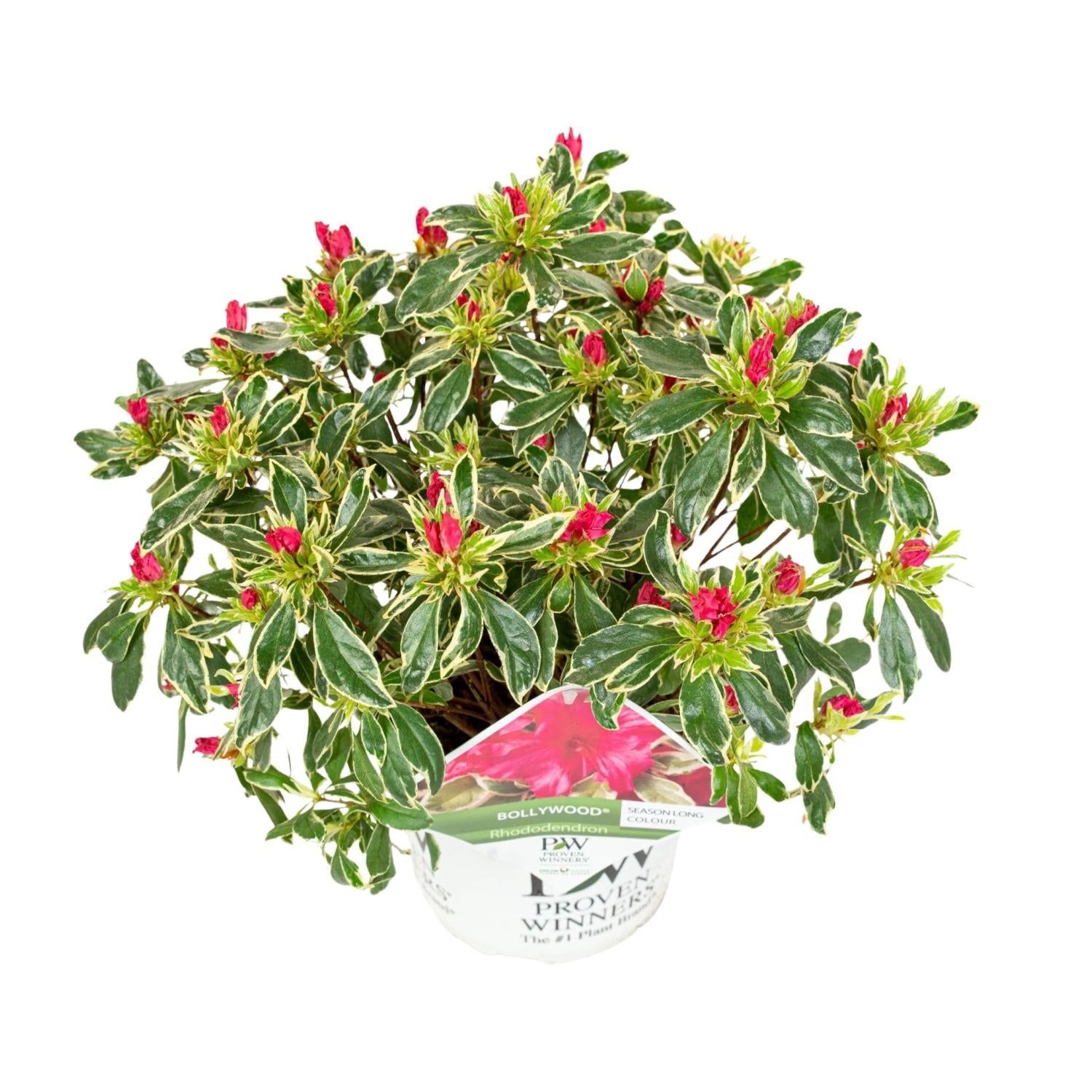 hododendron ‘Bollywood’ – immergrün, 19 cm Topf, 30 cm Höhe - Green Guardia - Ihr Experte für Schädlinge und Pflanzen